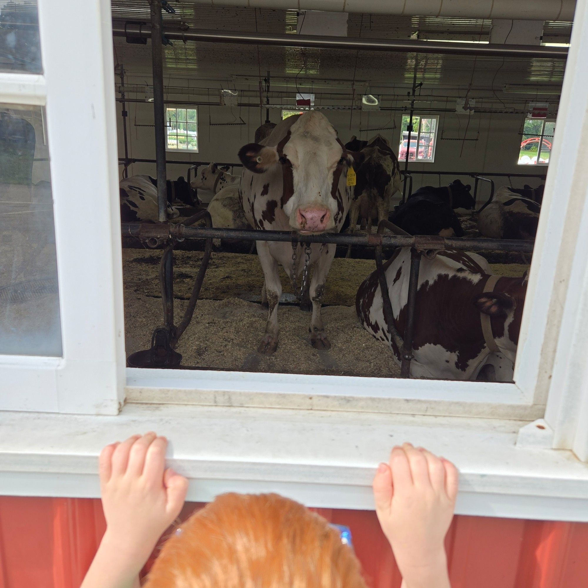 A cow in a window