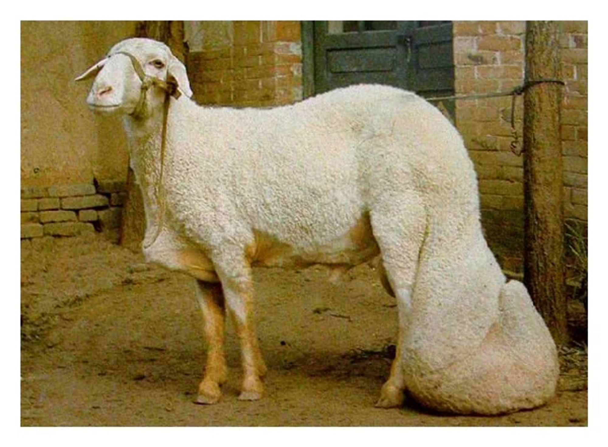 A resigned looking sheep with a gargantuan tail.