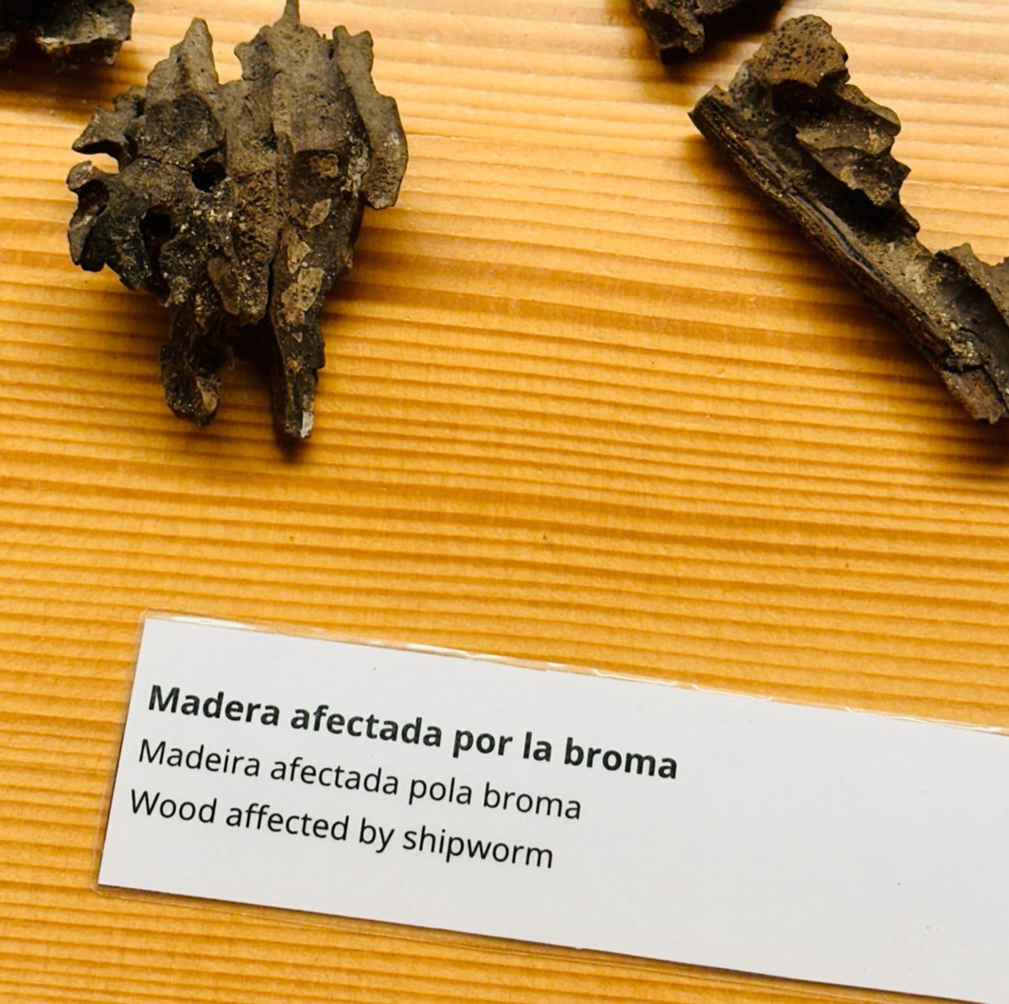 Fotografía de una vitrina del Museo de construcción naval de Ferrol en el que se ven unos trocitos de madera bastante chuchurríos y el texto “Madera afectada por la broma” (en castellano, gallego e inglés. El título, no la broma. Desconocemos el idioma en el que fue hecha la broma).