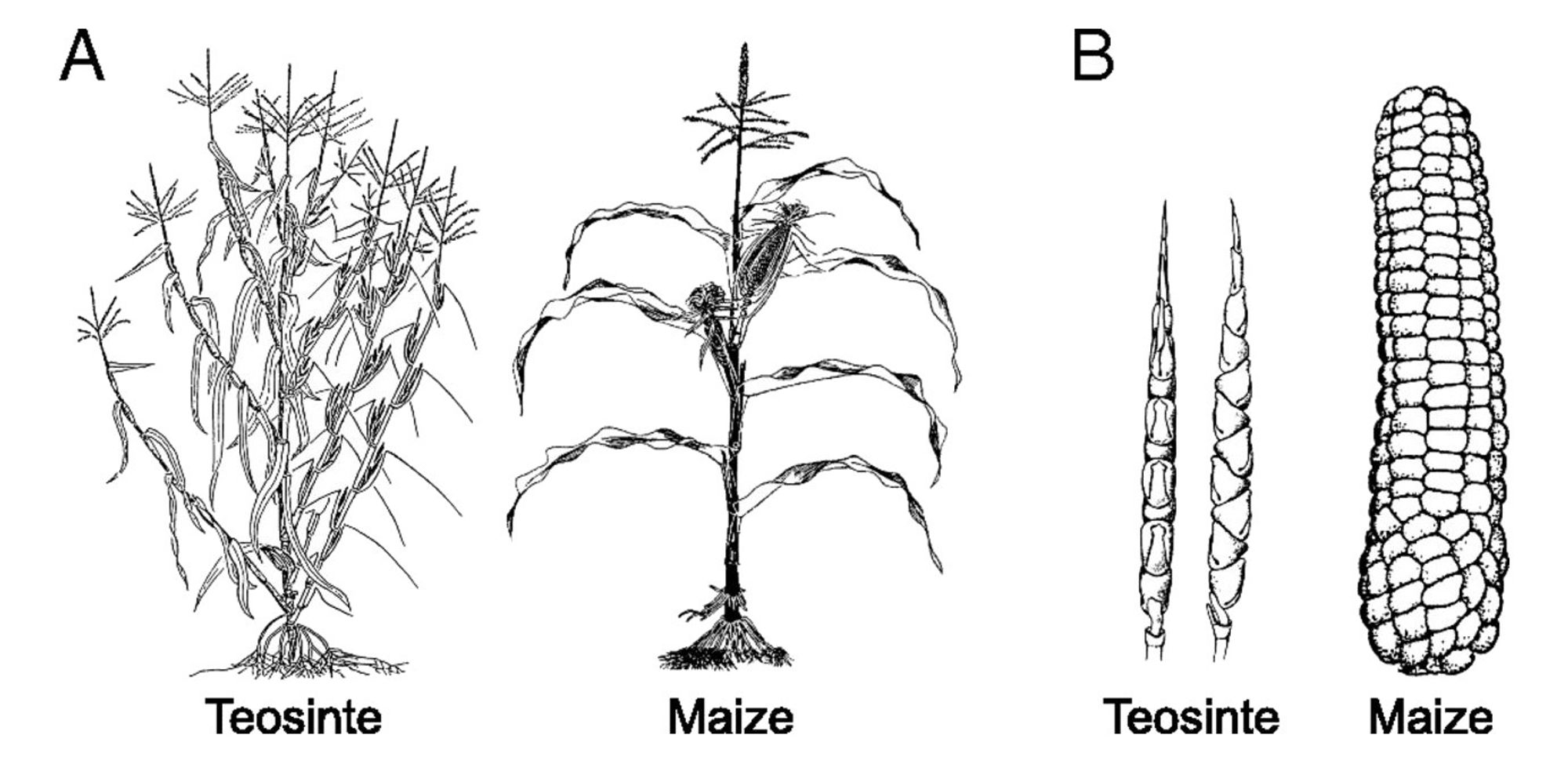 Schemas représentant l’architecture et la morphologie de l’epi de la teosinte et du maïs