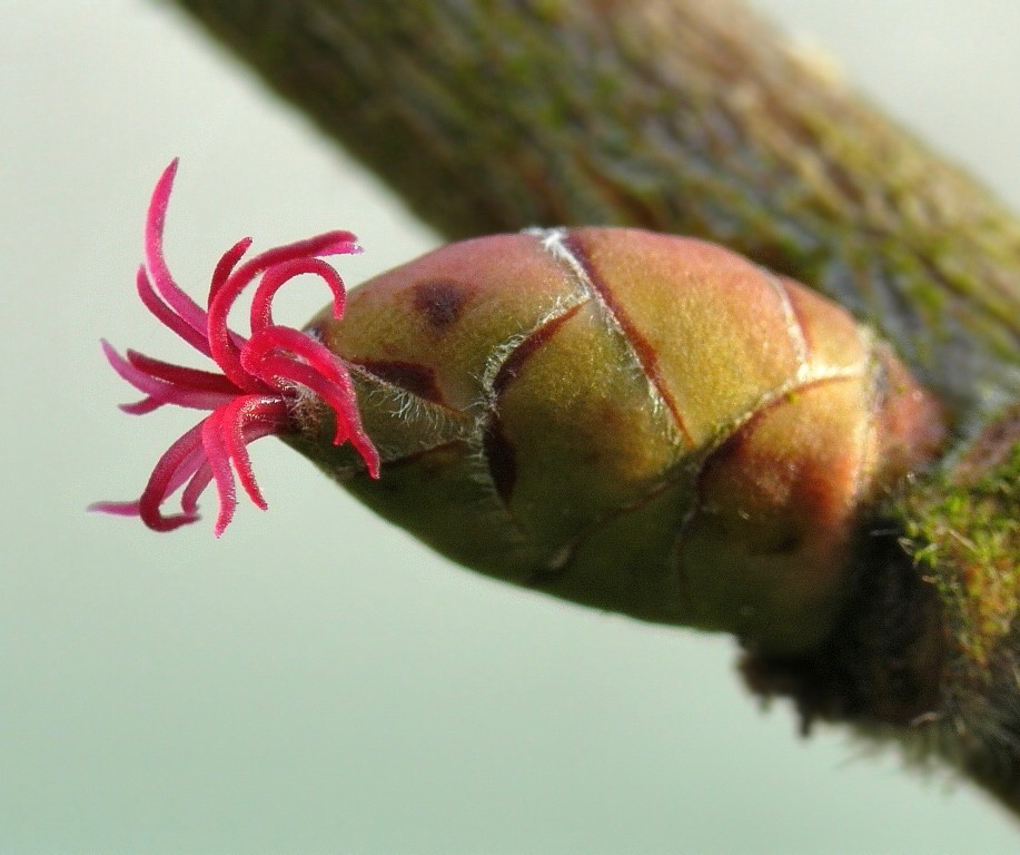 Inflorescence femelle de noisetier