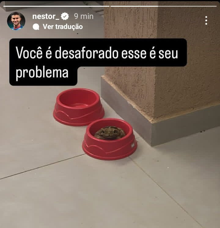 foto do perfil do jogador de futebol Rodrigo Nestor no Instagram, aonde é possível ver um sapo dentro de um pote de água de cachorro, olhando diretamente pra câmera, com a legenda "Você é desaforado esse é seu problema"