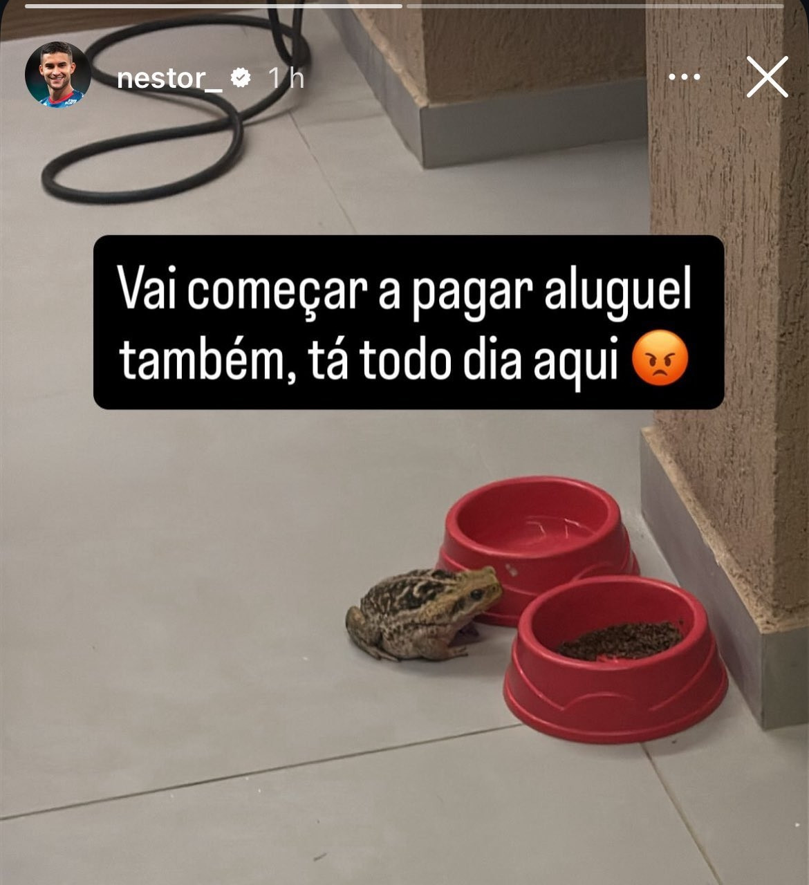 foto do perfil do jogador de futebol Rodrigo Nestor no Instagram, aonde é possivel ver um sapo parado em frente a um pote de agua de cachorro com a legenda "Vai começar a pagar aluguel também, tá todo dia aqui 😡"