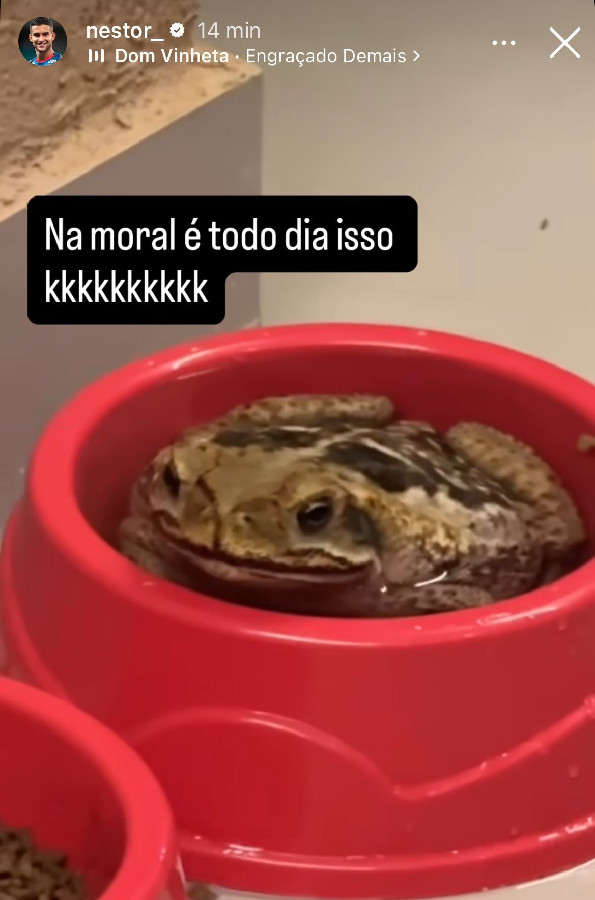 foto do perfil do jogador de futebol Rodrigo Nestor no Instagram, aonde pode se ver o sapo já dentro do pote de água do cachorro, com a legenda "Na moral é todo dia isso kkkkkkkk"
