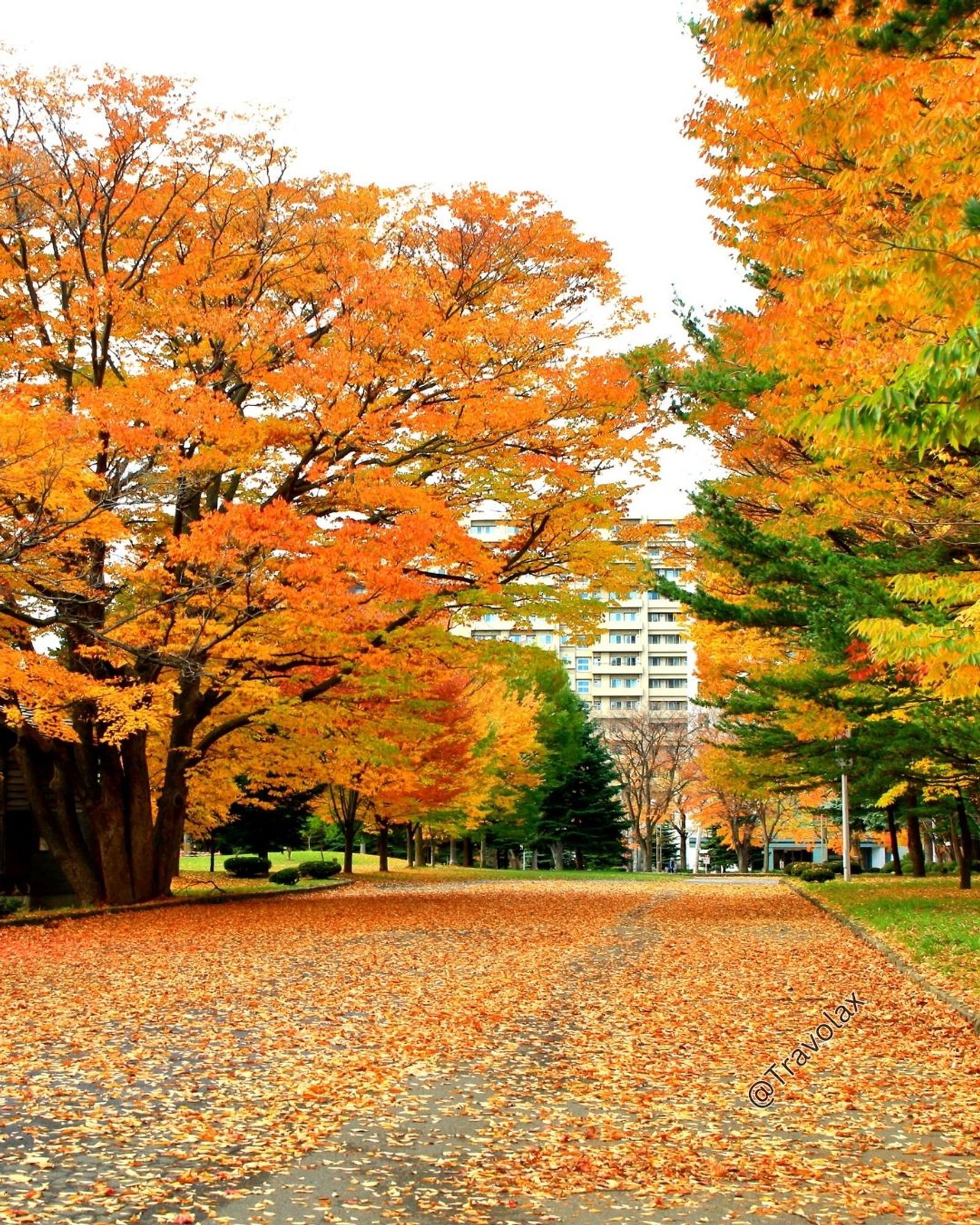 Fall colors in Sapporo, Japan 🍂