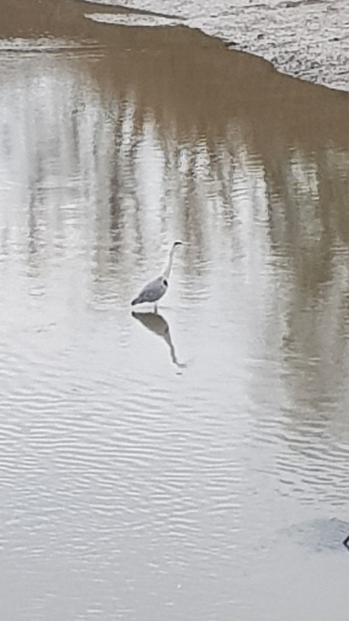 Un héron au milieu d'une rivière.