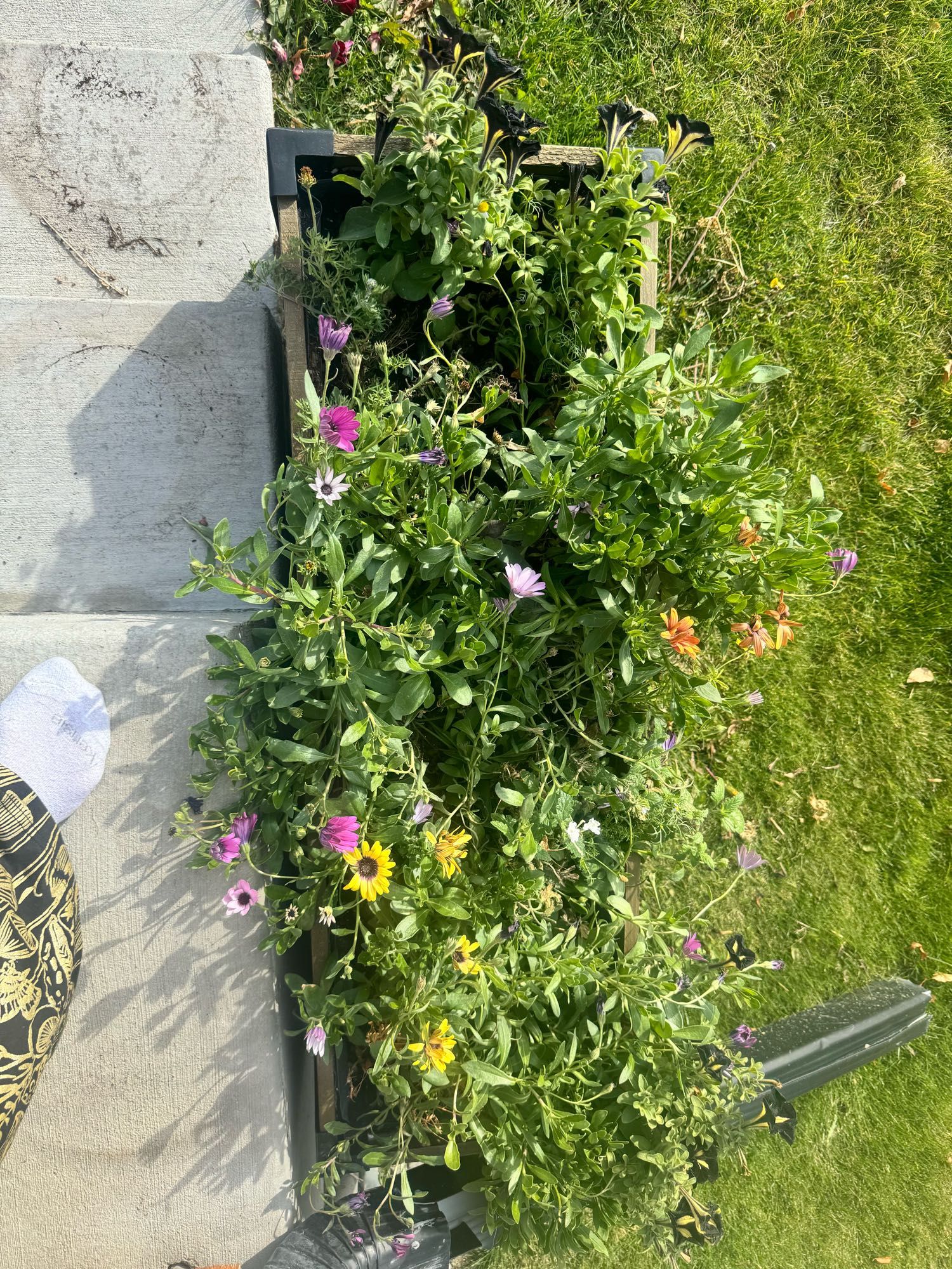 More flowers still blooming and not even beneath cover, just in a large container beside our front steps