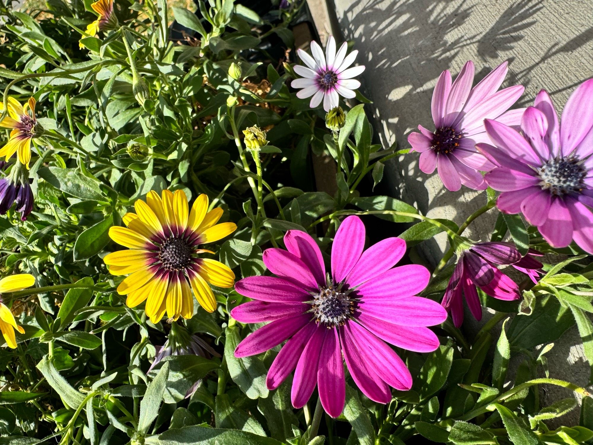 And yet these flowers still survive the subzero temps!! I think they are osteopermium (something like that, African daisies?) in fuchsia, yellow and white.