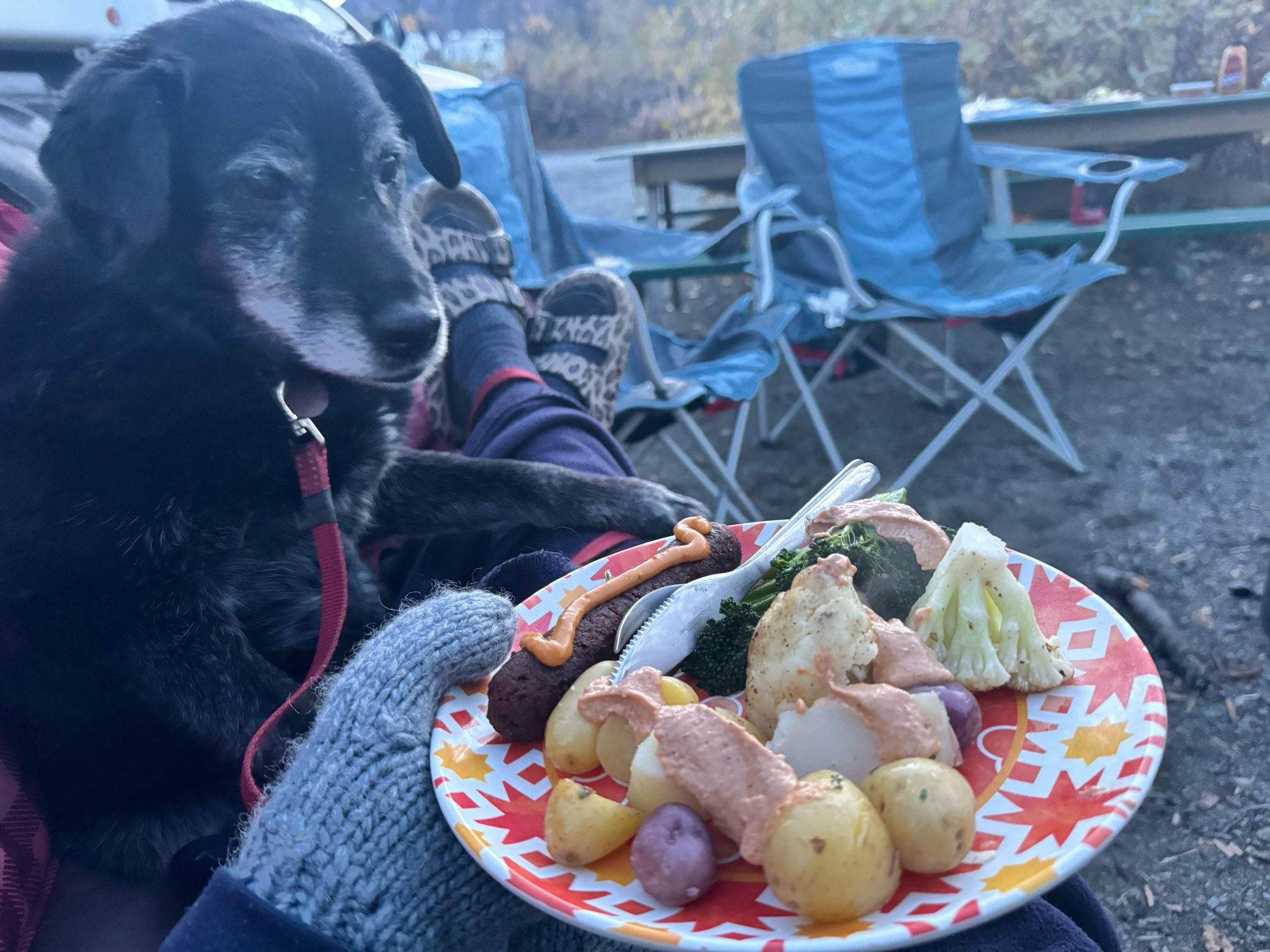 Plate of home grown veggies (potatoes, broccoli and cauliflower) with chipotle bitchin sauce, and a chipotle vegan sausage with mustard. Dog wants some.