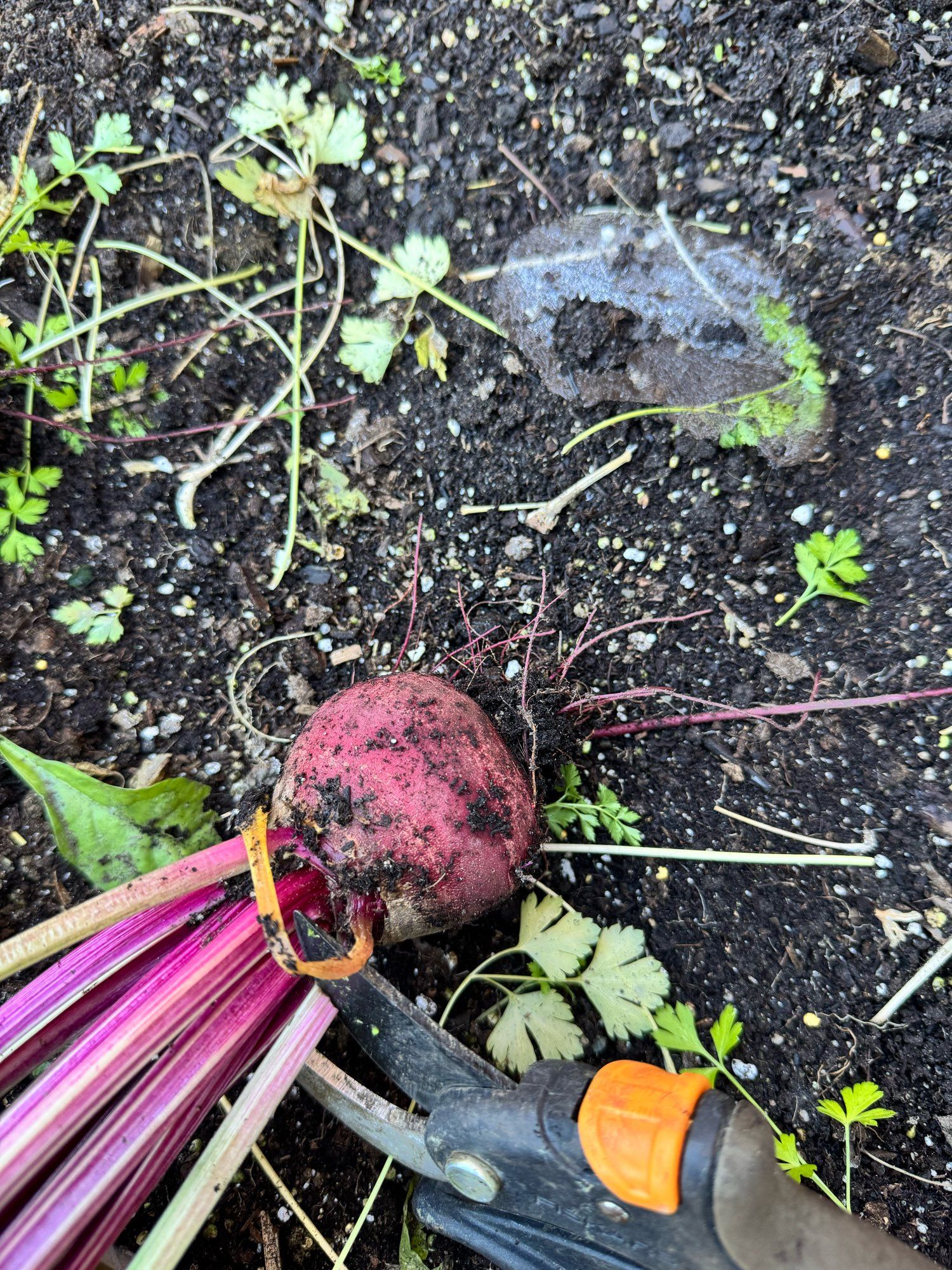 Chopping the greens off a beet (usually I use them but I have so many), and there’s ice on the dirt nearby