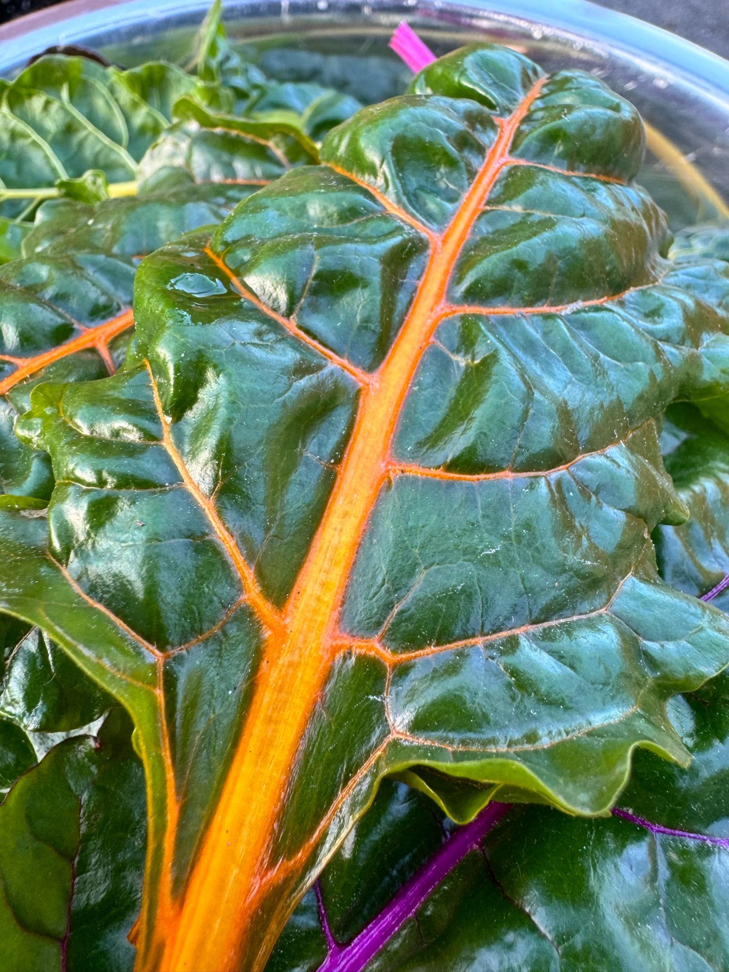 I love the colours of chard. This one is a close up of a fluorescent orange stem with dark green leaves