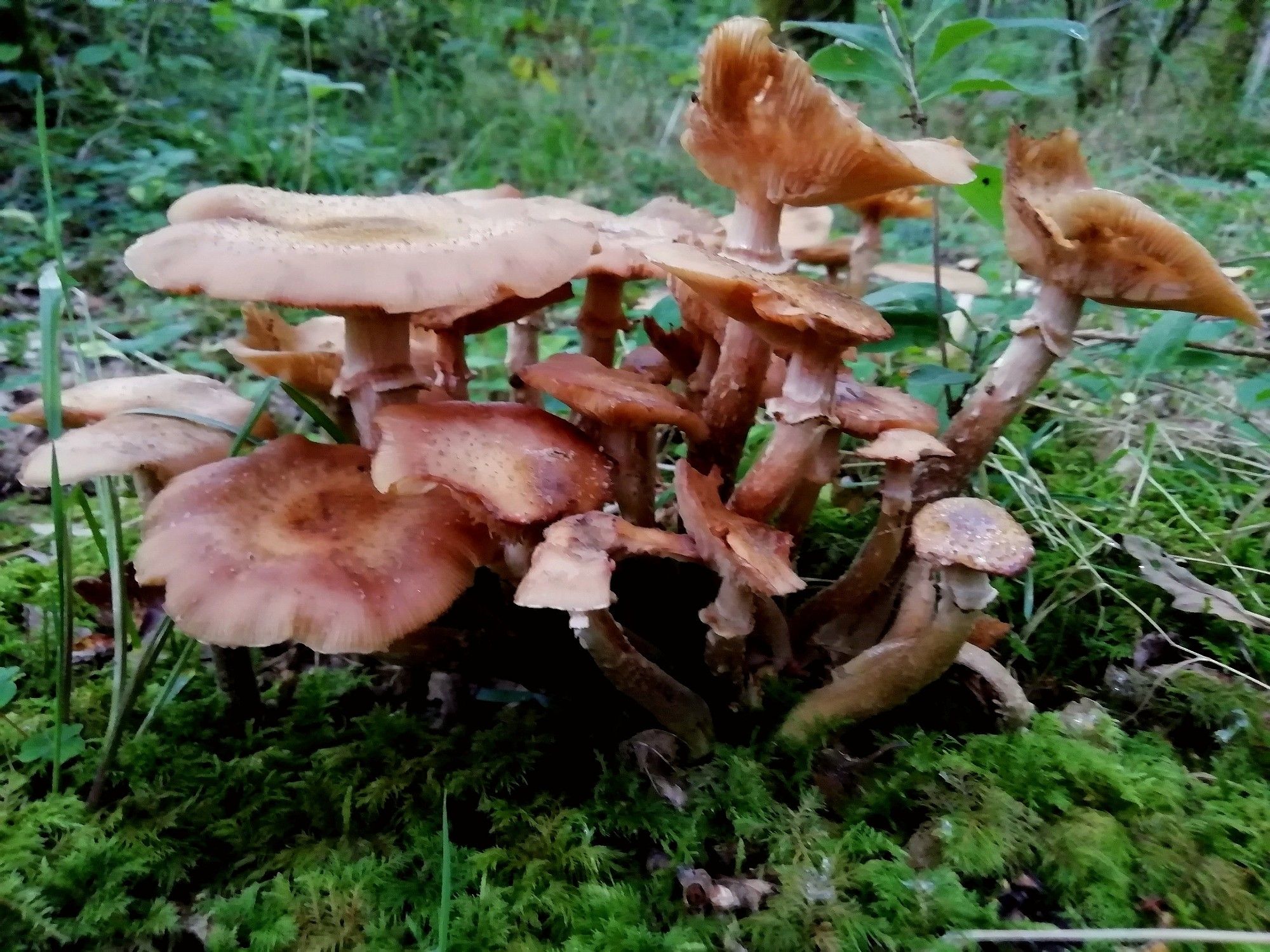 Group of old peachy coloured mushrooms growing from a mossy forest floor