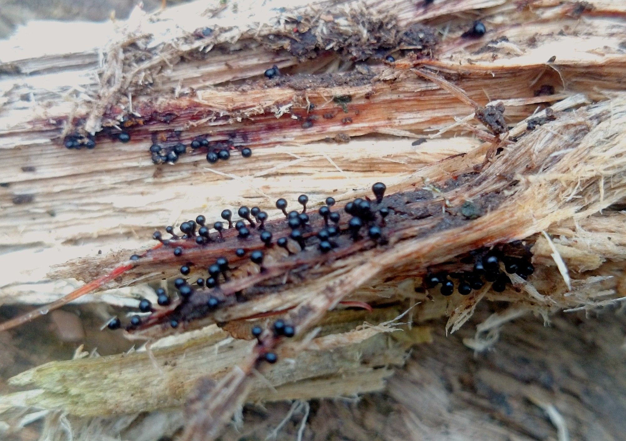 Lots of tiny black fungus, little black balls on tiny stalks, growing from wet splintered wood.