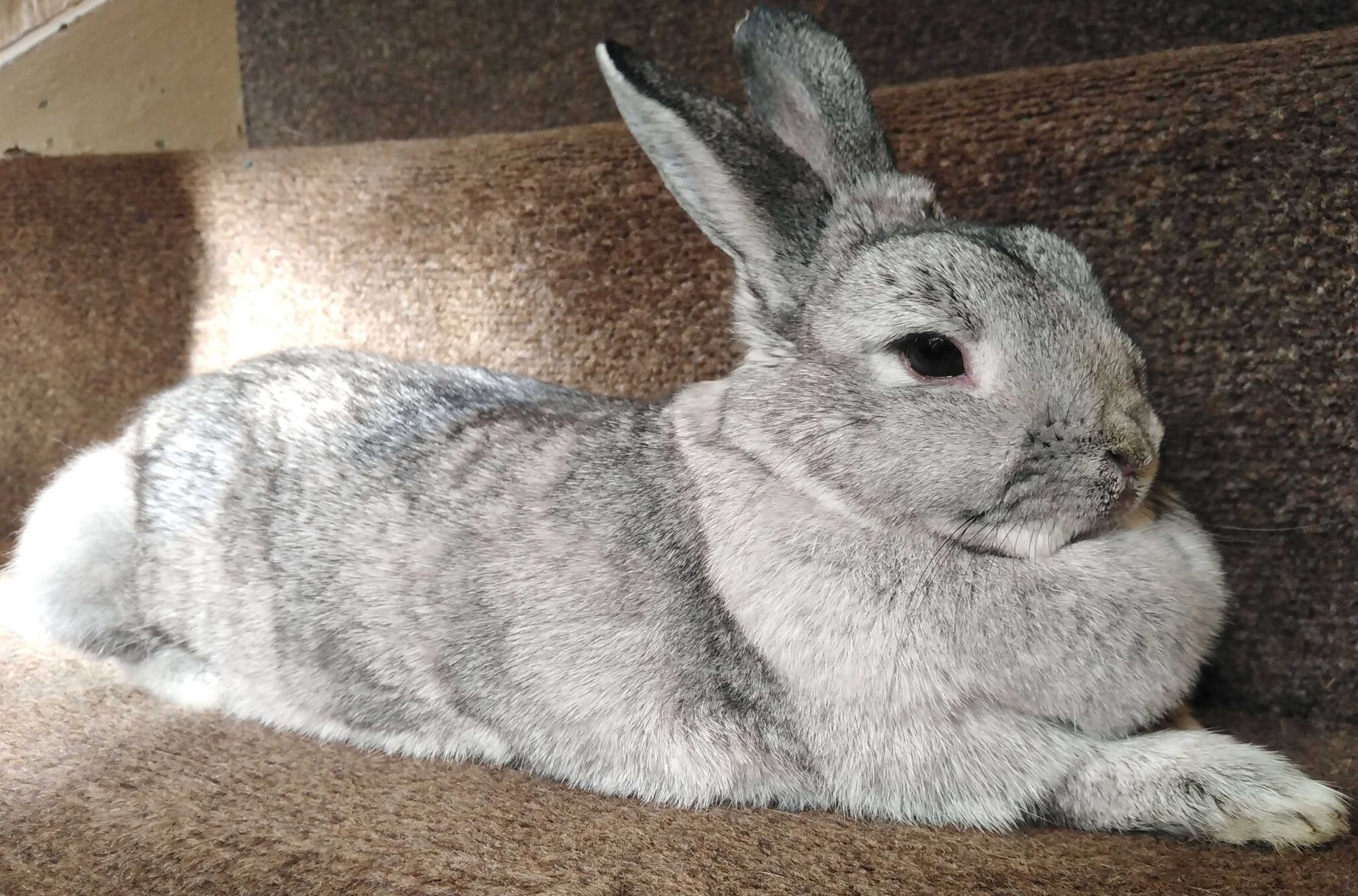 A silver, grey rabbit sat sphinx style on a beige carpeted stair!