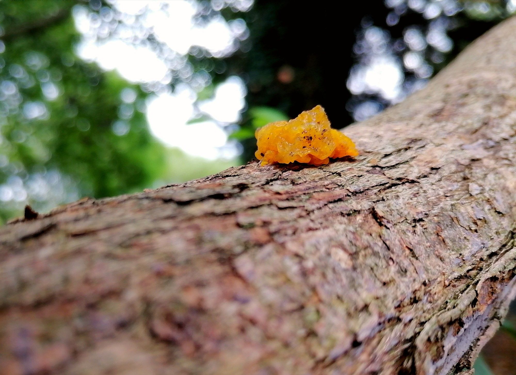 Bright orange jelly fungus growing from a branch with a woodland background.