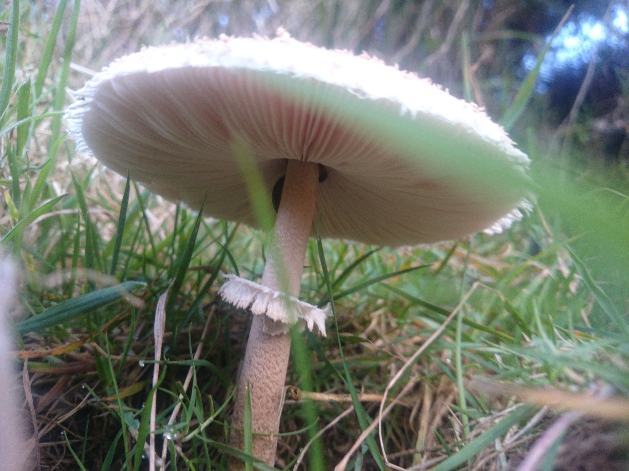 A veiw from below a mushroom showing white gills a thin white speckled stem retaining its veil ring growing in grass