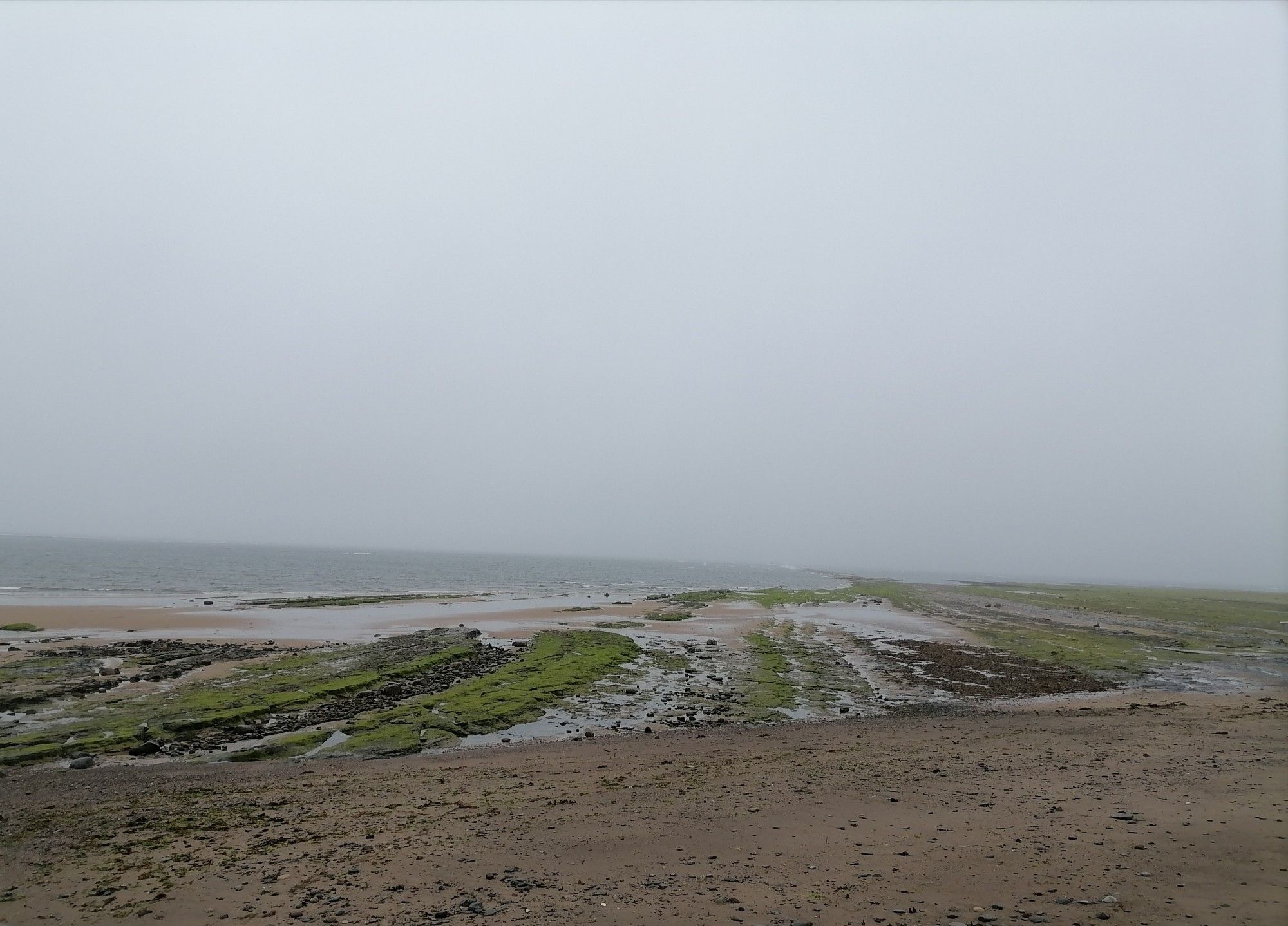 Foggy sea with rows of sea weed and rockpools on the beach.