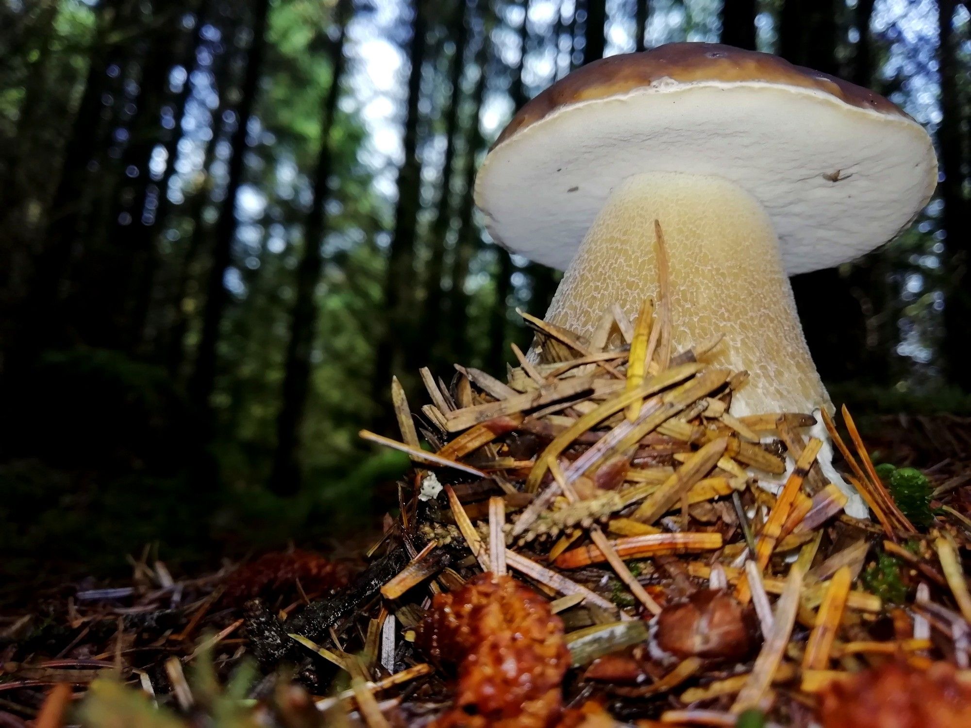 A view from bellow a mushroom showing pours and a wide tapering stem growing from a pine needle forest floor with a background of evergreen trees