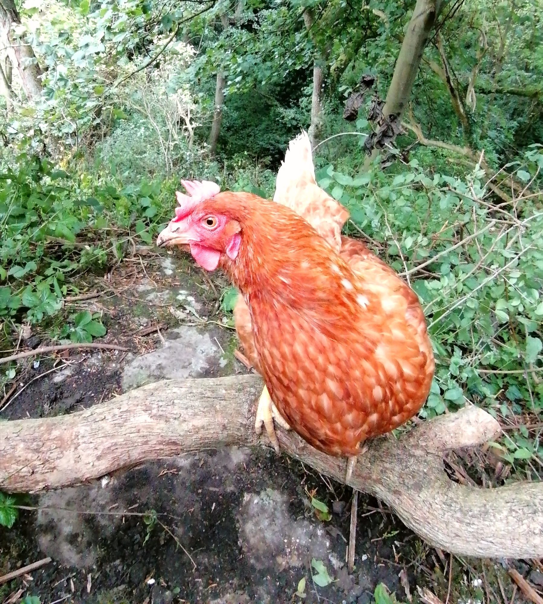 A little brown hen looking at the camera on a low growing tree branch in a woodland.