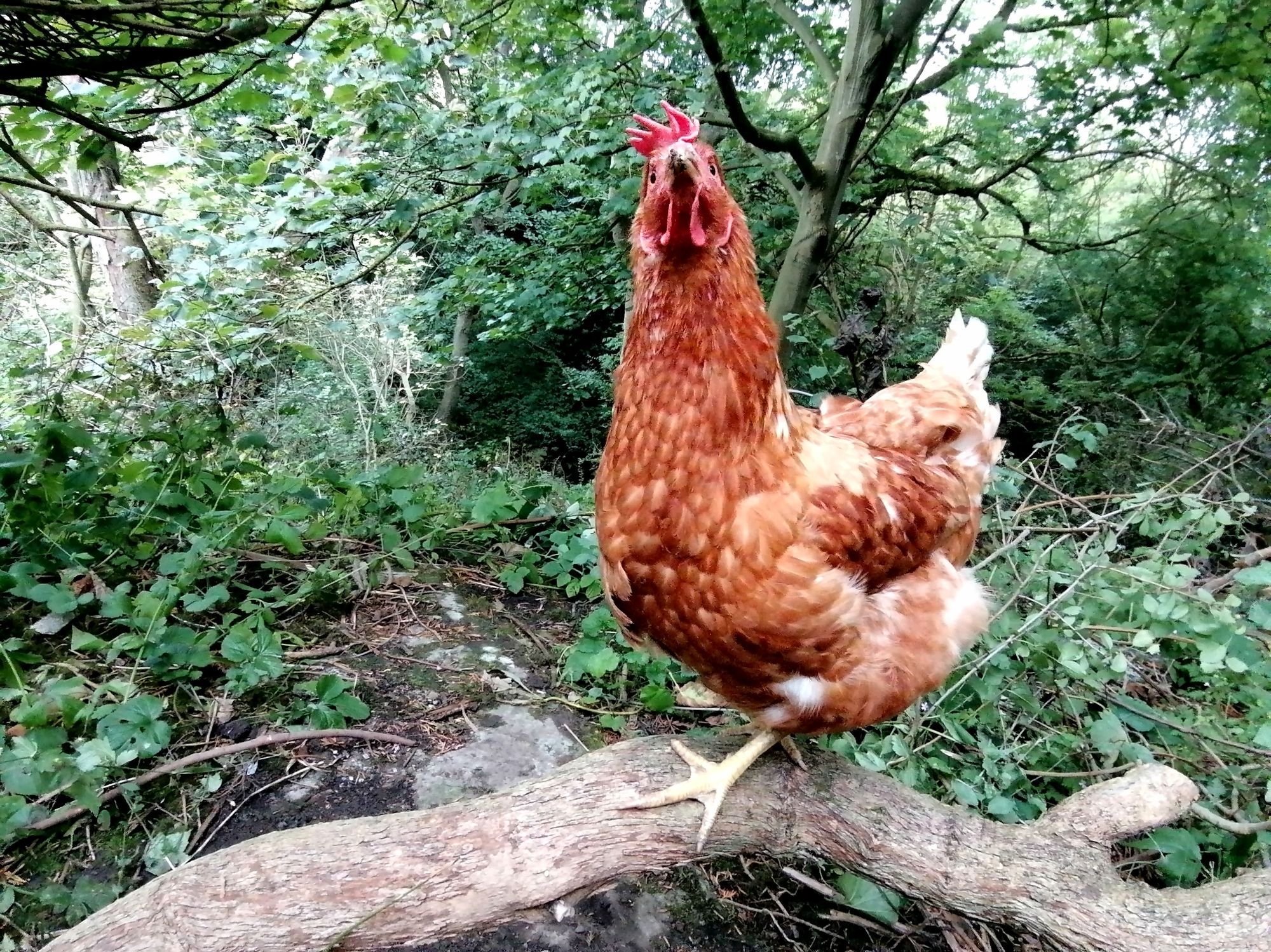 Little brown hen stood on a tree branch with trees behind.