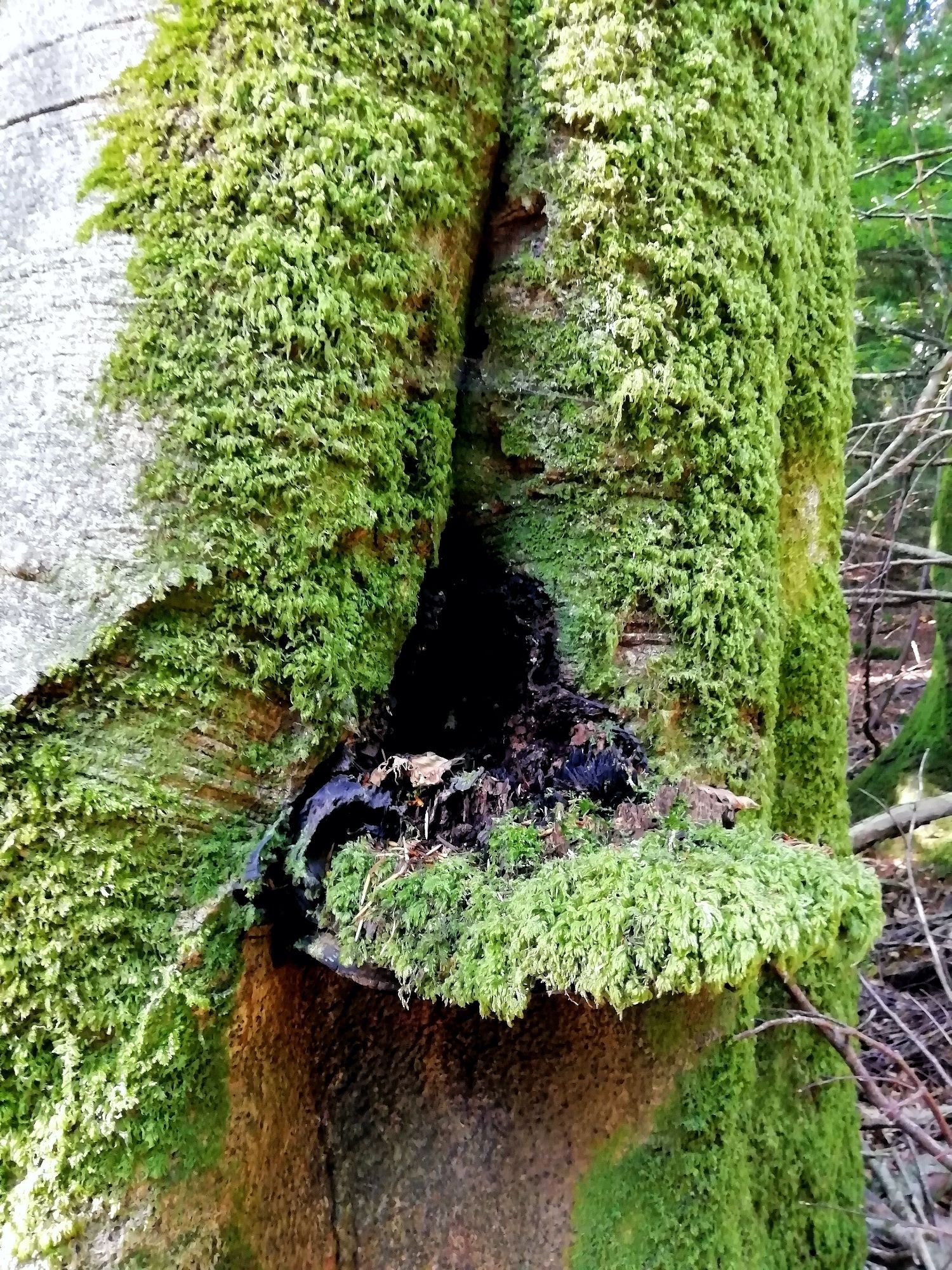 A bracket fungus entirely covered in moss to the point of not being able to see any features growing from a moss covered tree trunk.