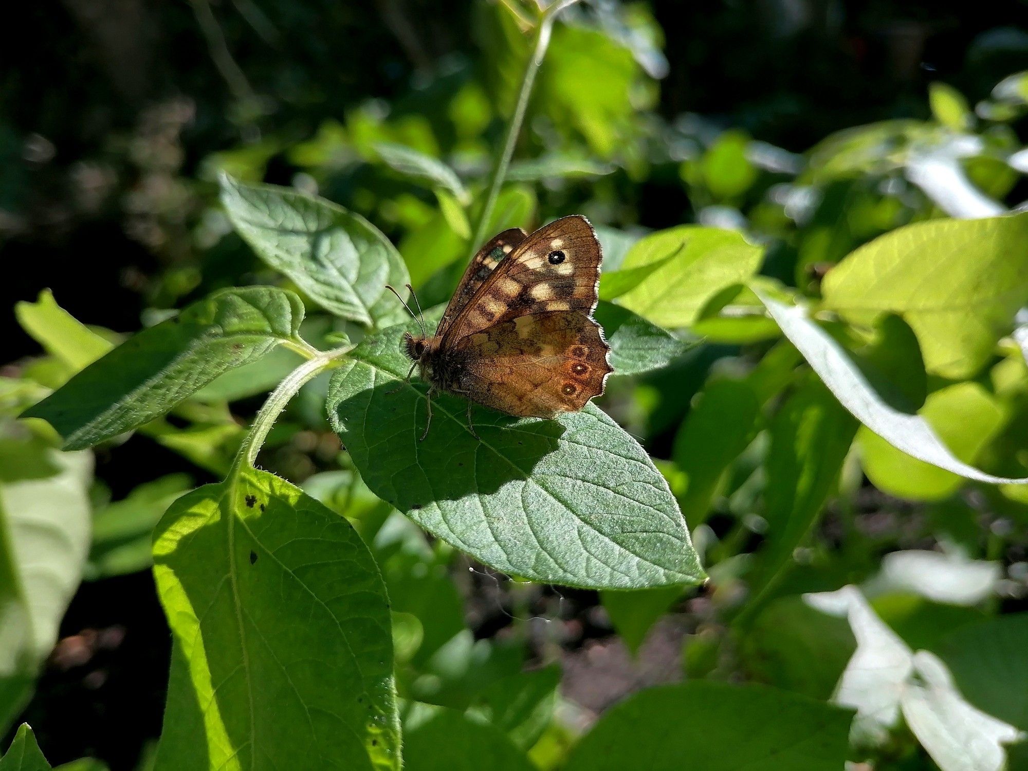 Brown butterfly warming in the sun on green leaf.