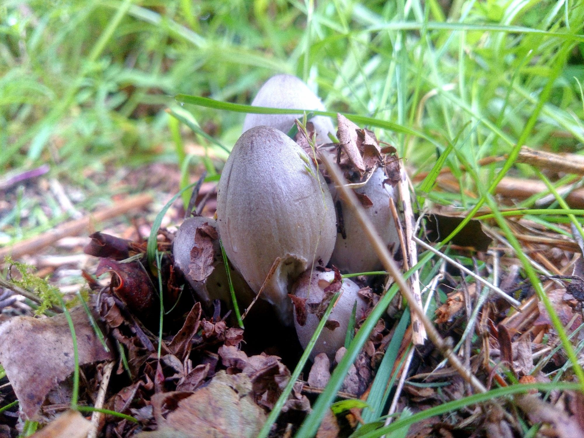 Small group of egg shaped lilac grey mushrooms growing through brown leaves and grass.