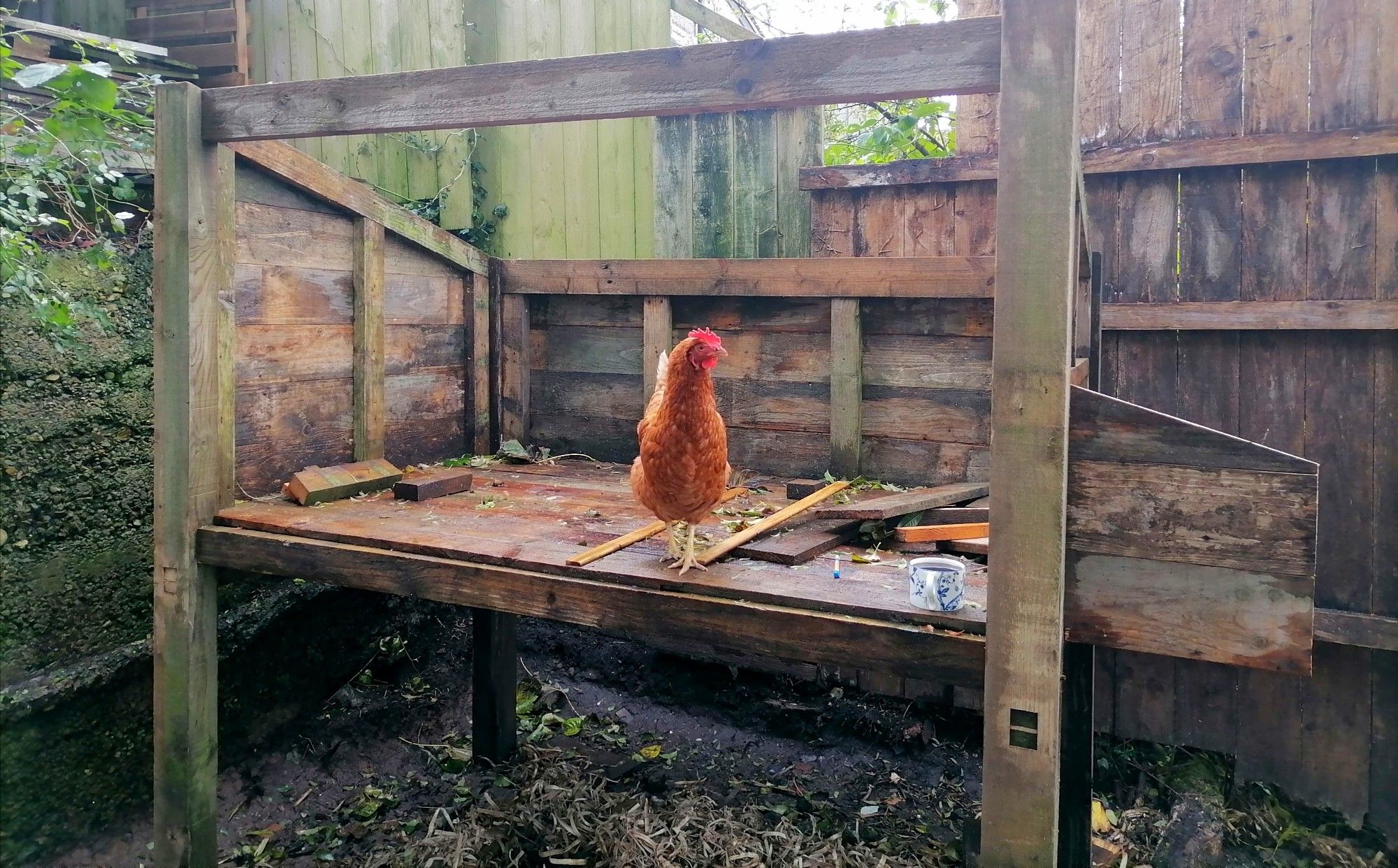 A little brown hen standing in a partially built coop.