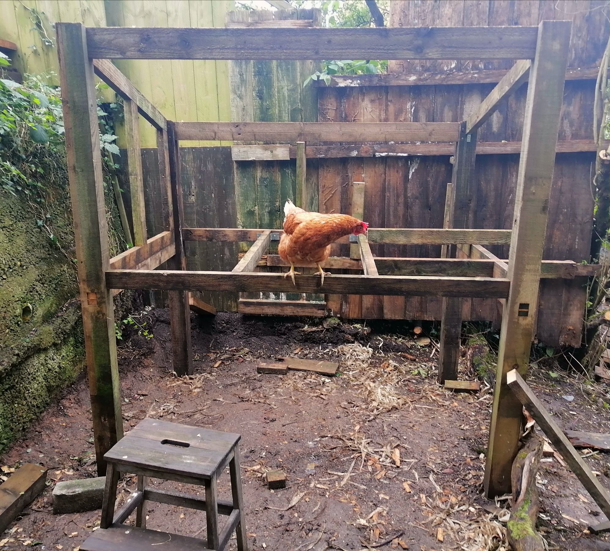 A little brown hen sitting on the frame of what is going to be a coop.