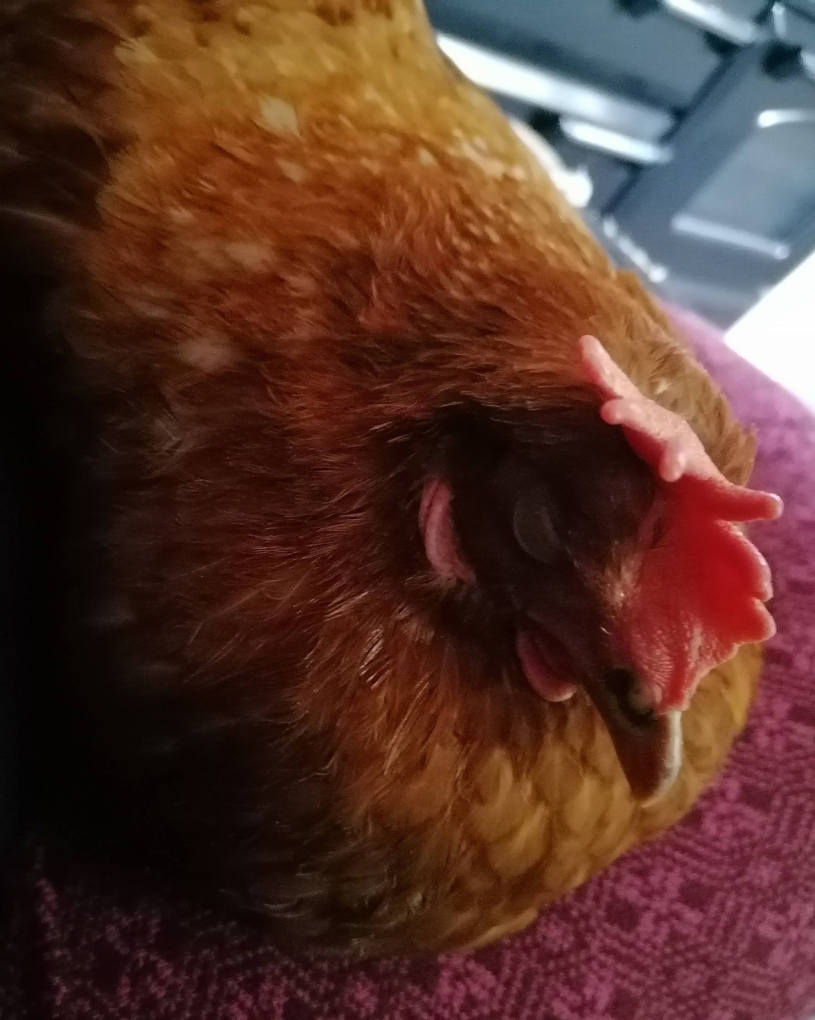 A little brow hen napping.