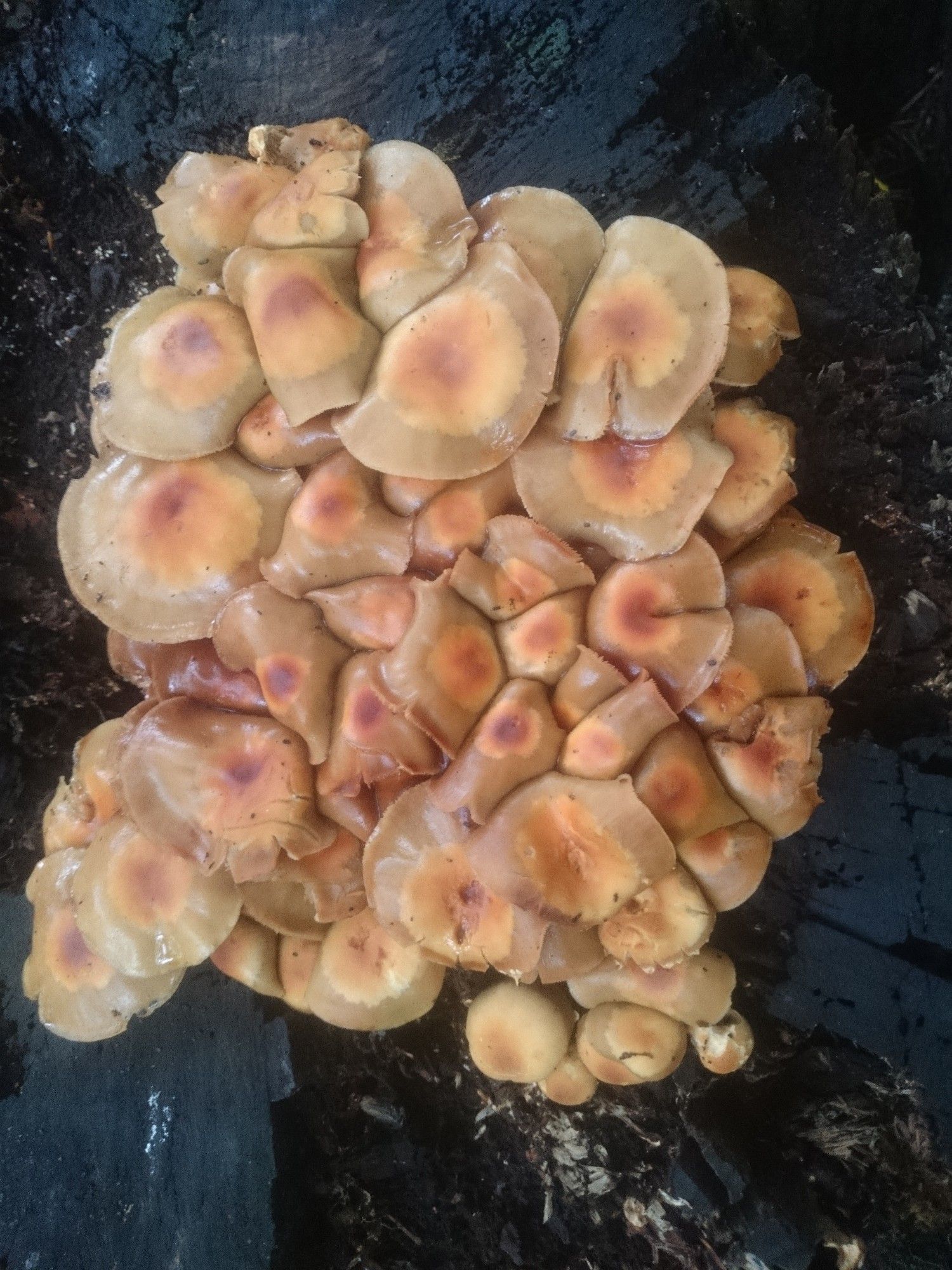 A large compact group of wet peach coloured mushrooms all growing over each other competing for space,growing from the top of a cut tree trunk.