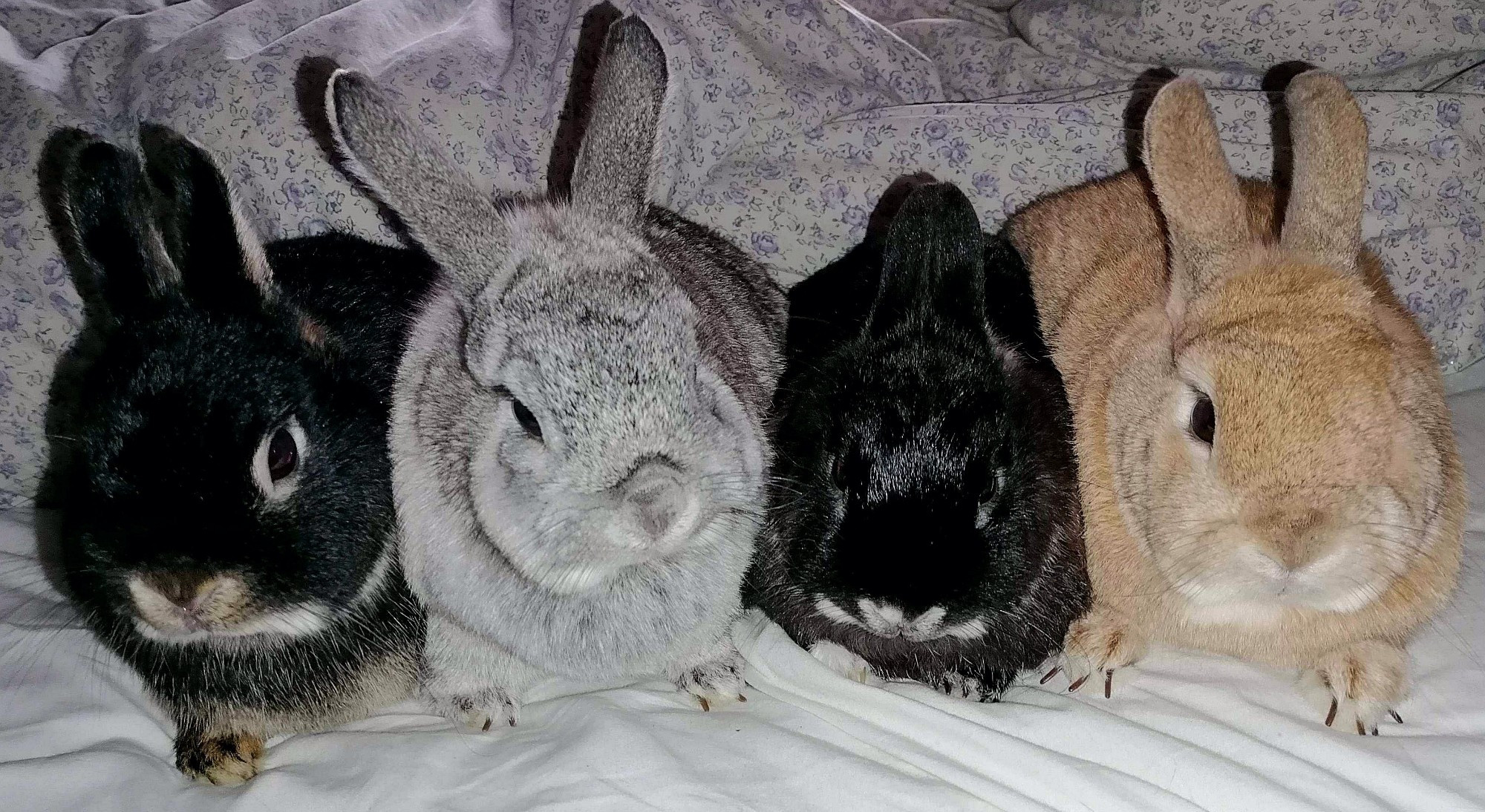 Four little bunnies (two black, one grey, one beige) snuggled in bed.