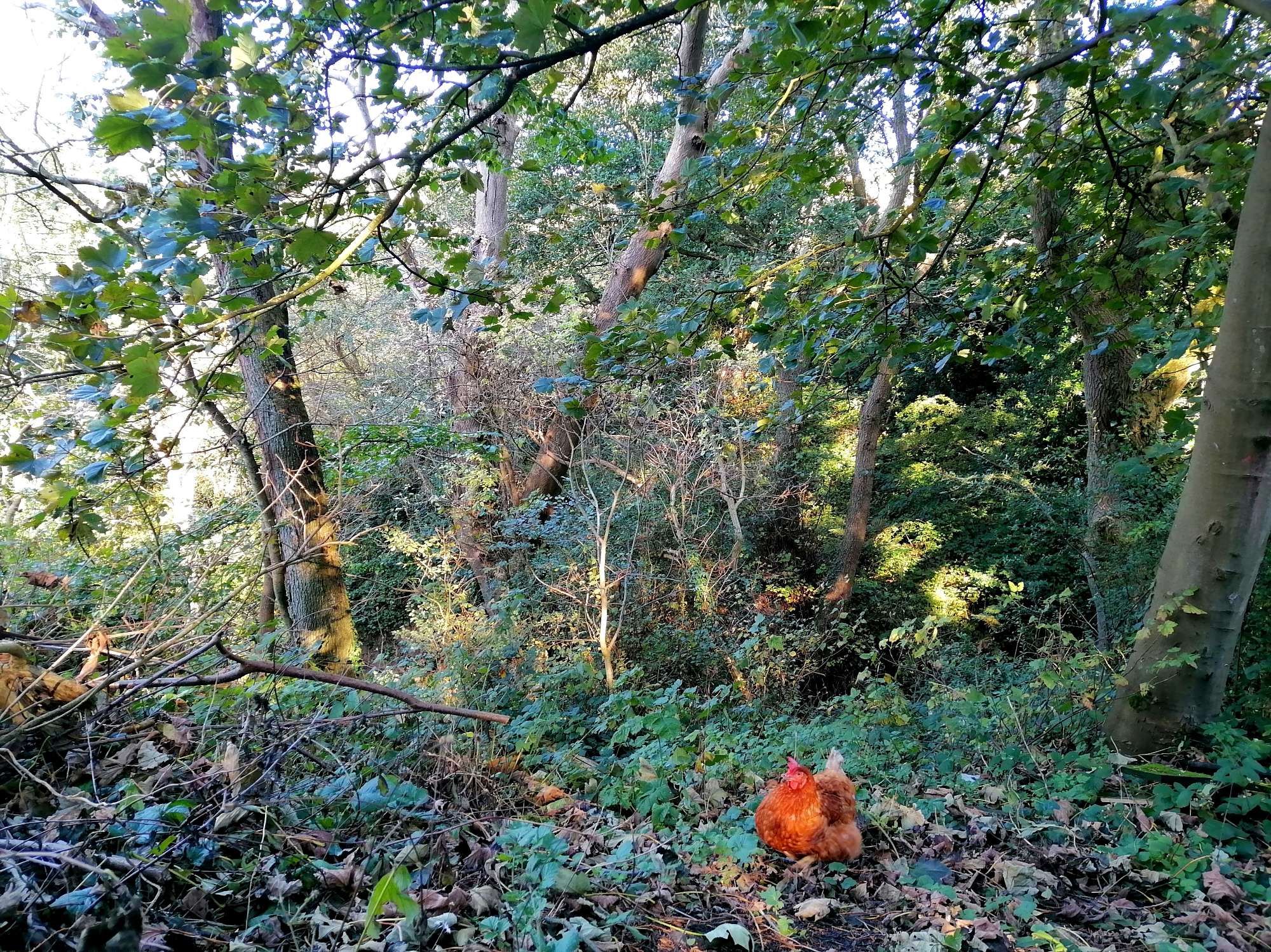 A little brow hen in a wild overgrown wooded area.