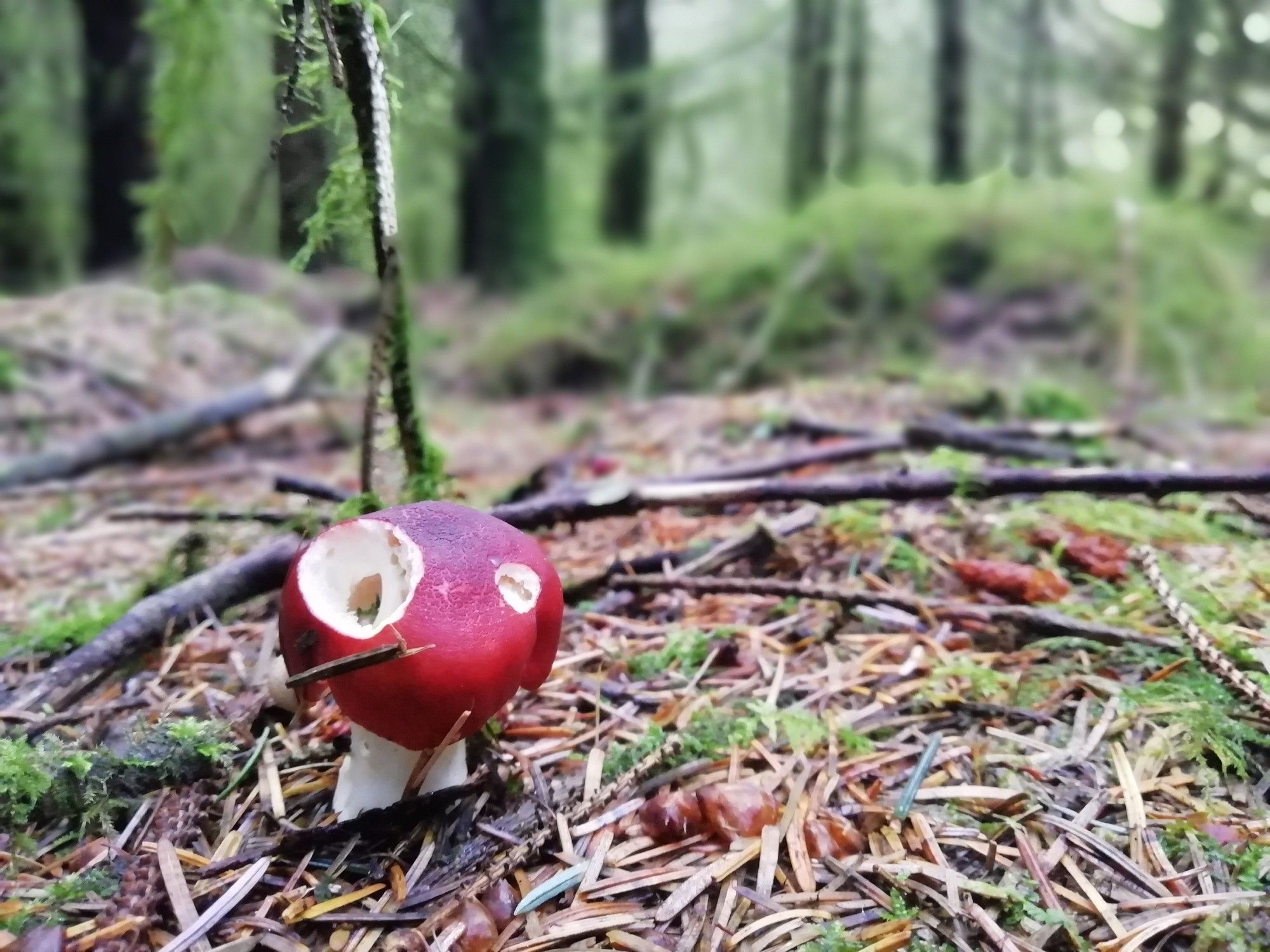 Bright red capped mushroom with insect holes on a white stem growing from a mossy pine needle covered forest floor.