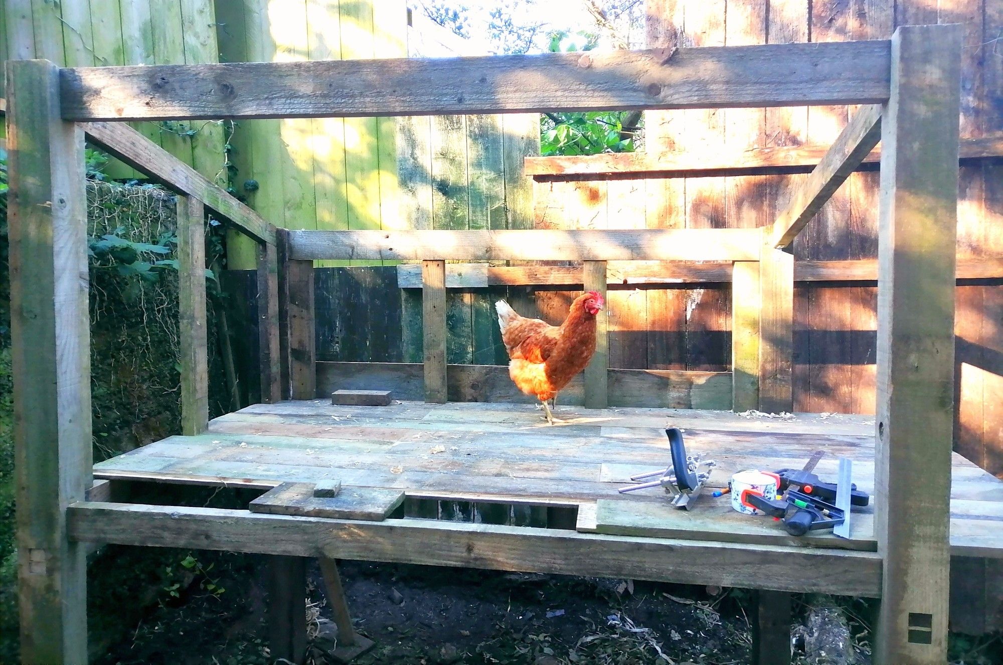 A little brown hen standing in a partially built coop.