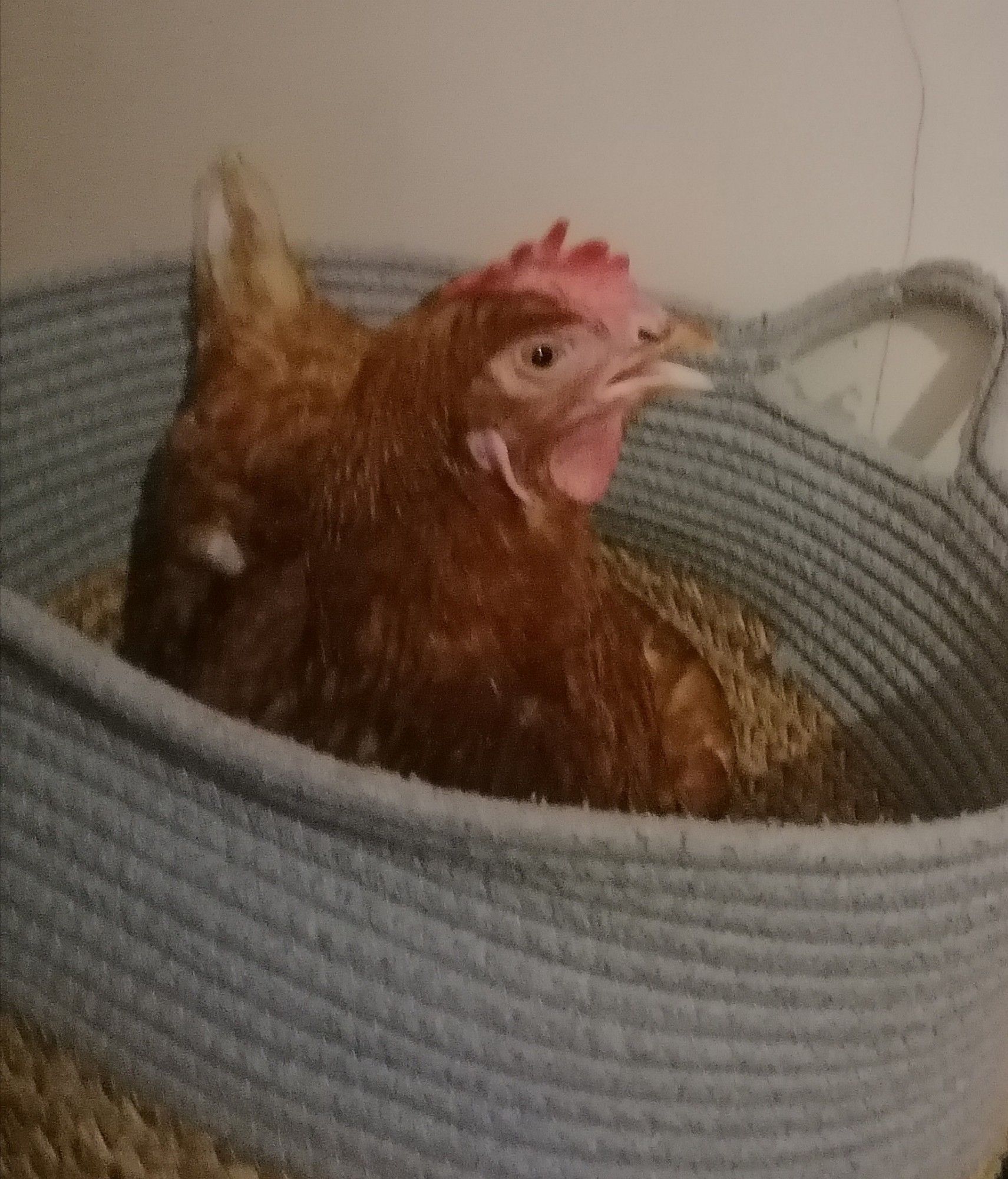 A little brown hen in a basket