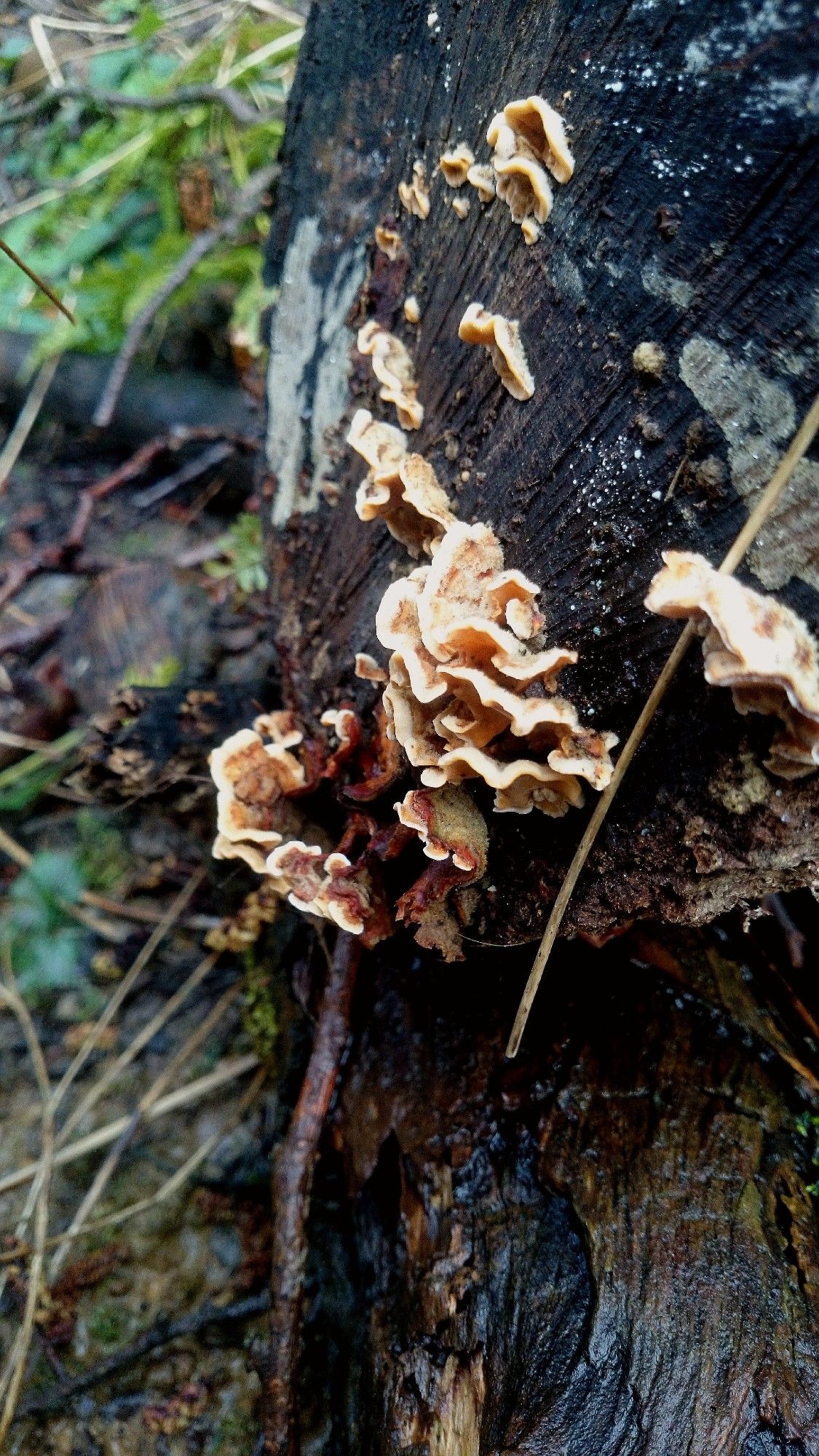 Lots of little groups of pale orange bracket fungus growing from a wet tree stump.