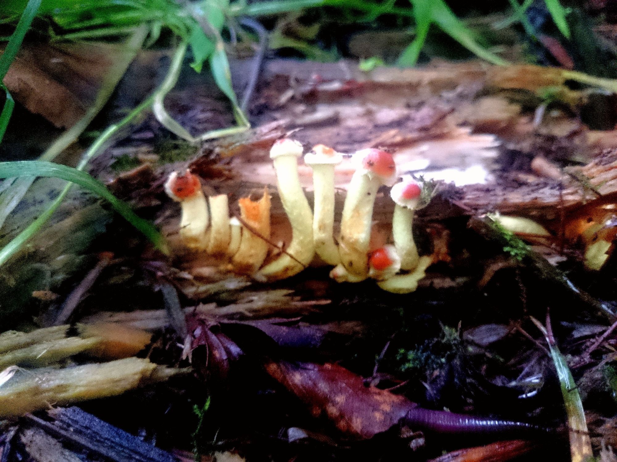 A row of small yellow mushrooms with orange spots on the cap growing from a piece of rotting wood.