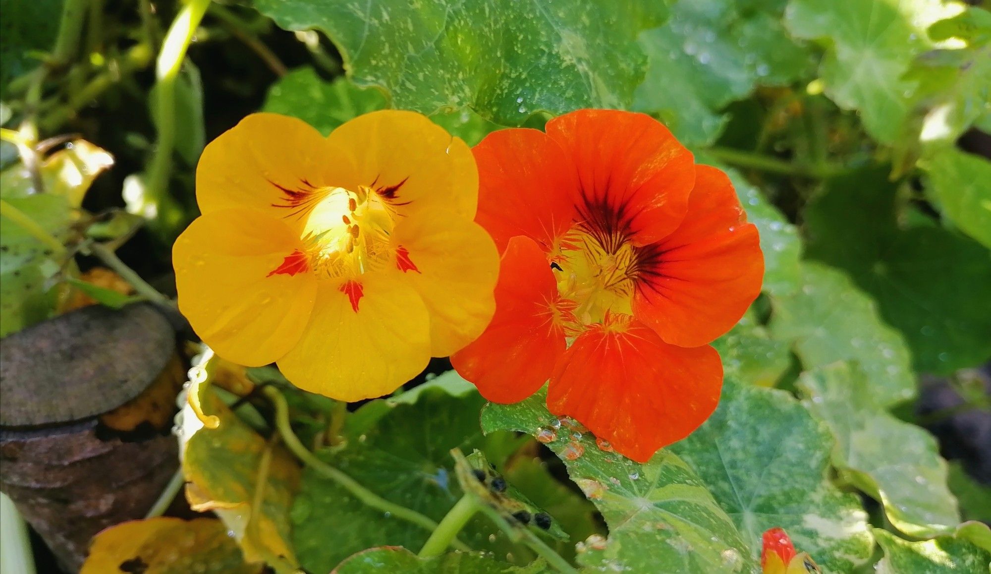 A yellow and an orange nasturtium flower in a sea of green leaves.