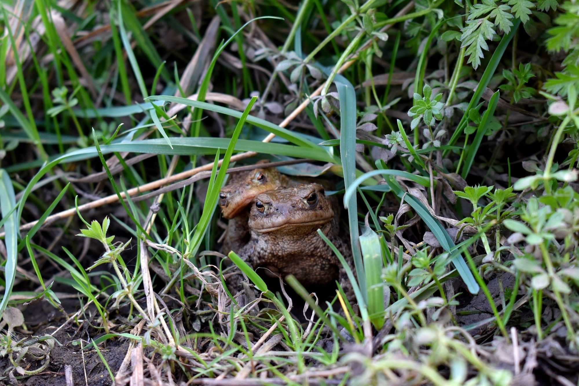 A frog with a smaller frog sat on top, sitting in grass