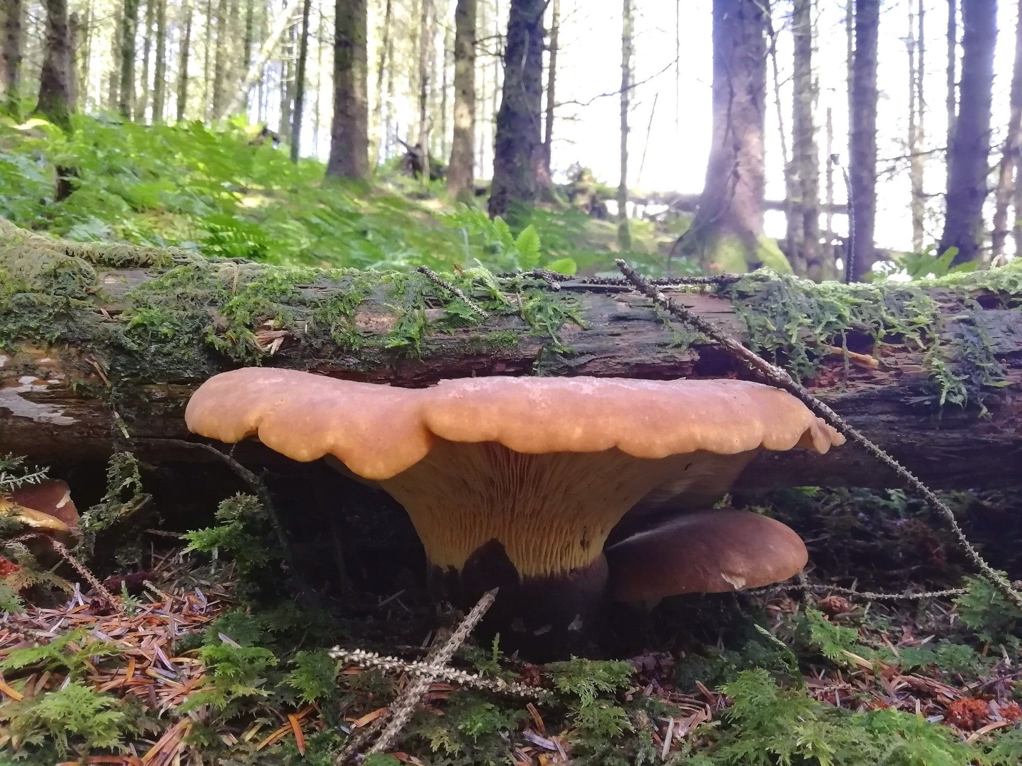 Two mushrooms one showing a dark stem, pale gills and a peach coloured cap, with a small newly emerging mushroom underneath, growing from a forest floor of moss and pine needles beside a fallen tree branch.