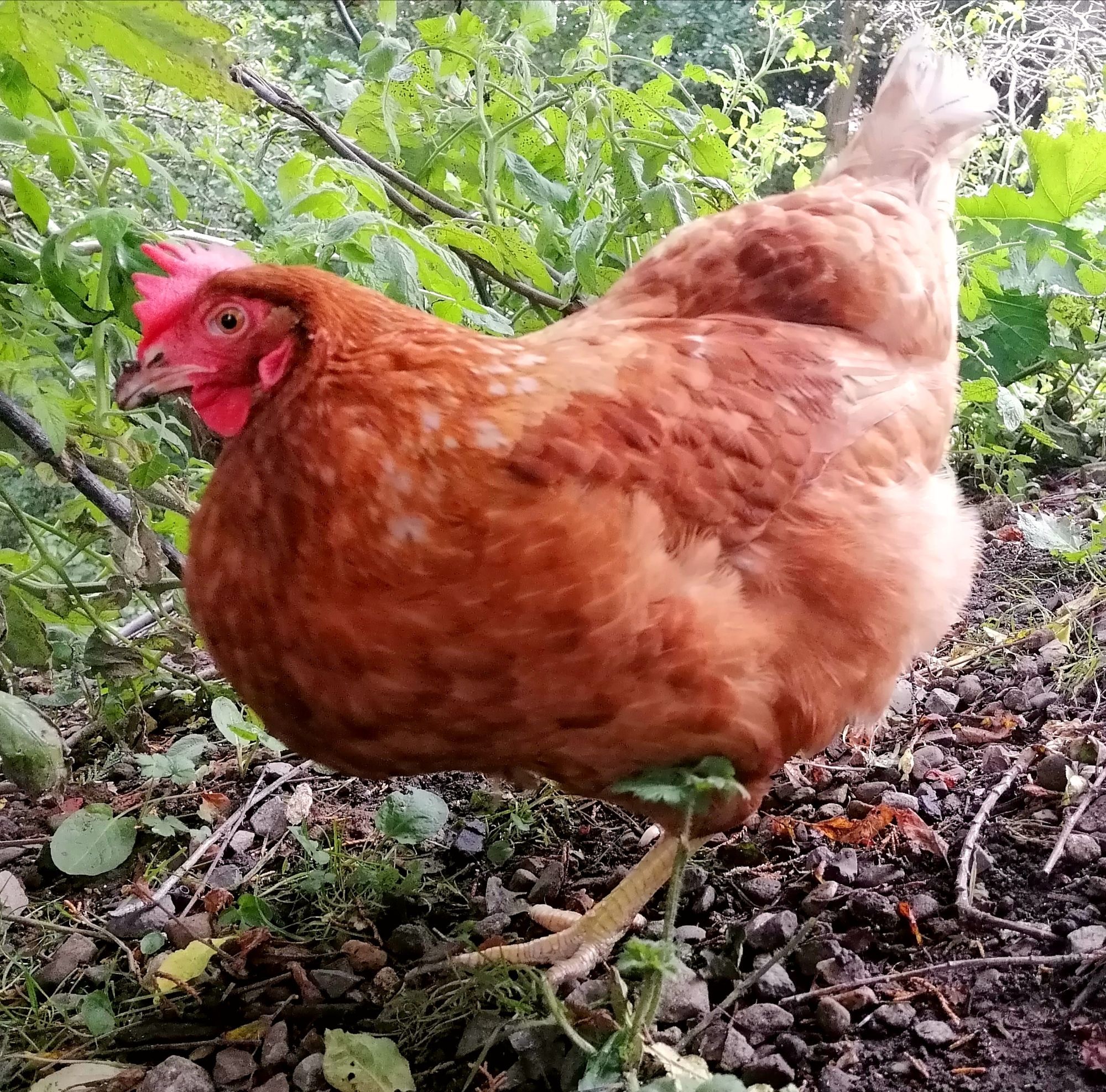 A little brown hen scratching the ground!