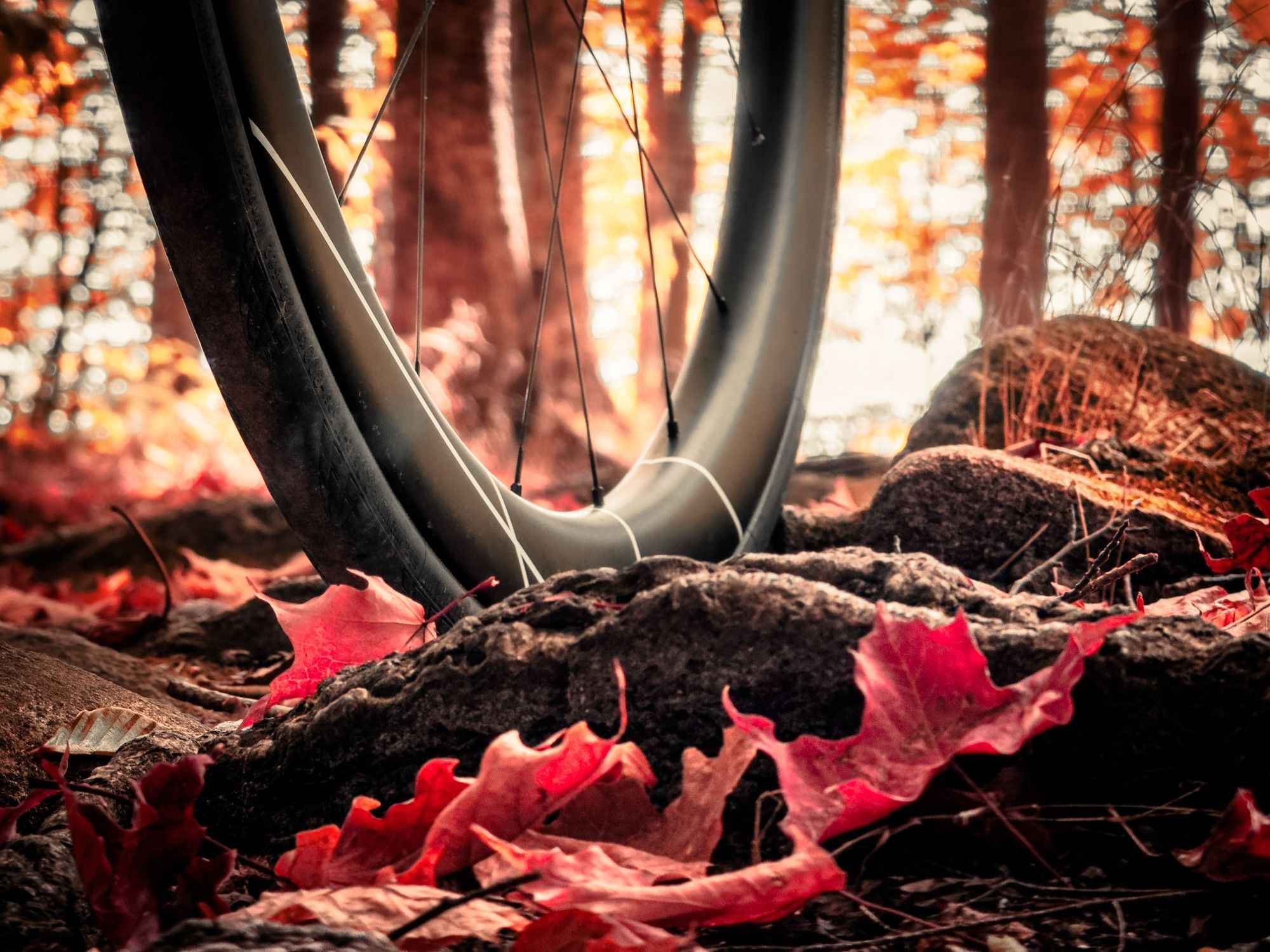 Photo of a black bicycle wheel with white pinstripes on it standing in a forest. Only the lower half of the bicycle wheel can be seen. The forest floor is rooty and rocky and has scattered red and orange leaves on it. Beyond the bicycle wheel, we can see a forest of slender trees and orange and gold foliage with sunlight shining in between them