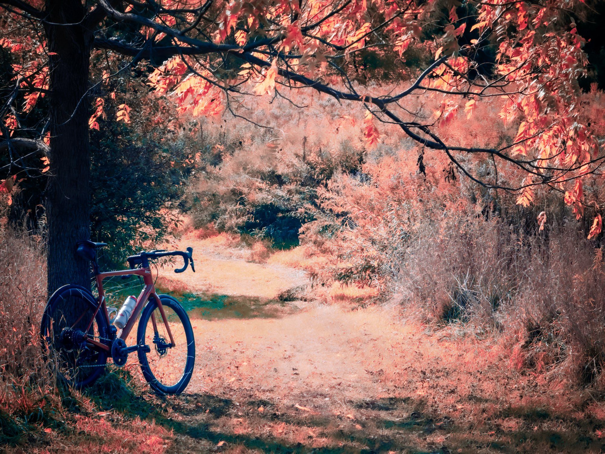 Photo of a red BMC roadmachine road bike, standing next to a tree at the side of a grass trail in a beautiful autumn scene. The trail continues on and Ben’s to the left where it disappears into the brush. The slender tree holds out branches over the trail that have orange and yellow leaves on them. The trail is lined on either side by a tall meadow.