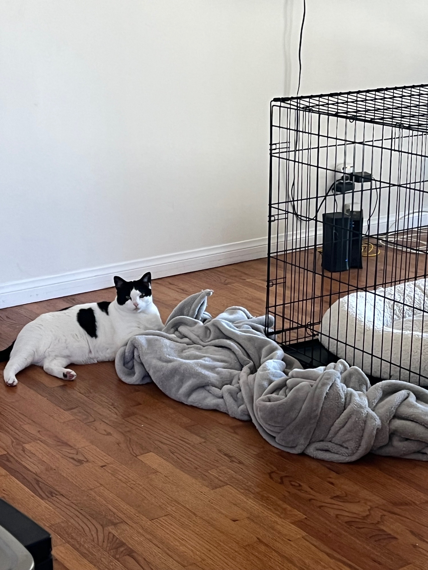 A well-meaning cat pulled a blanket off his dog’s crate.