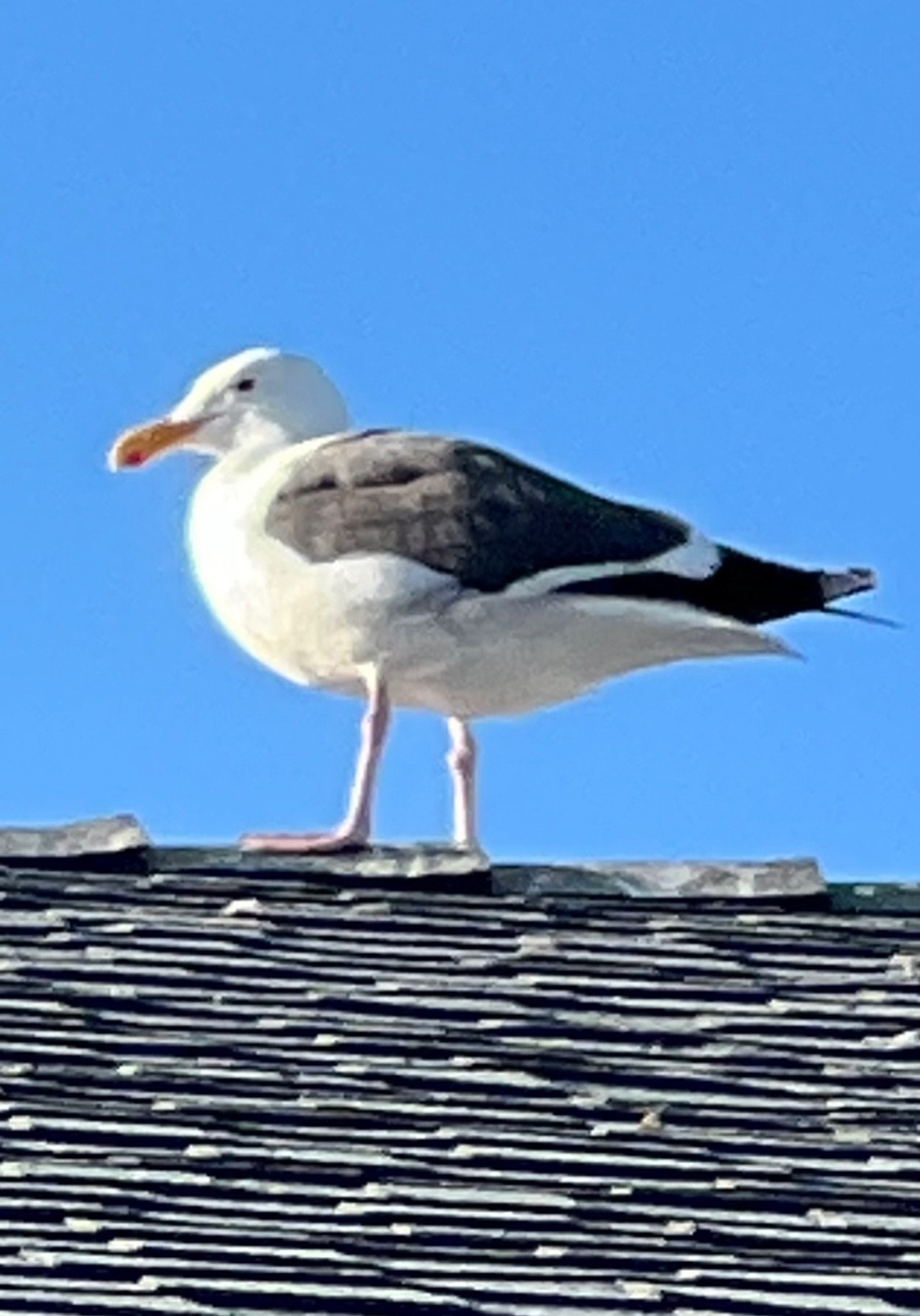 Tfw you’re a perfect guy standing on a roof