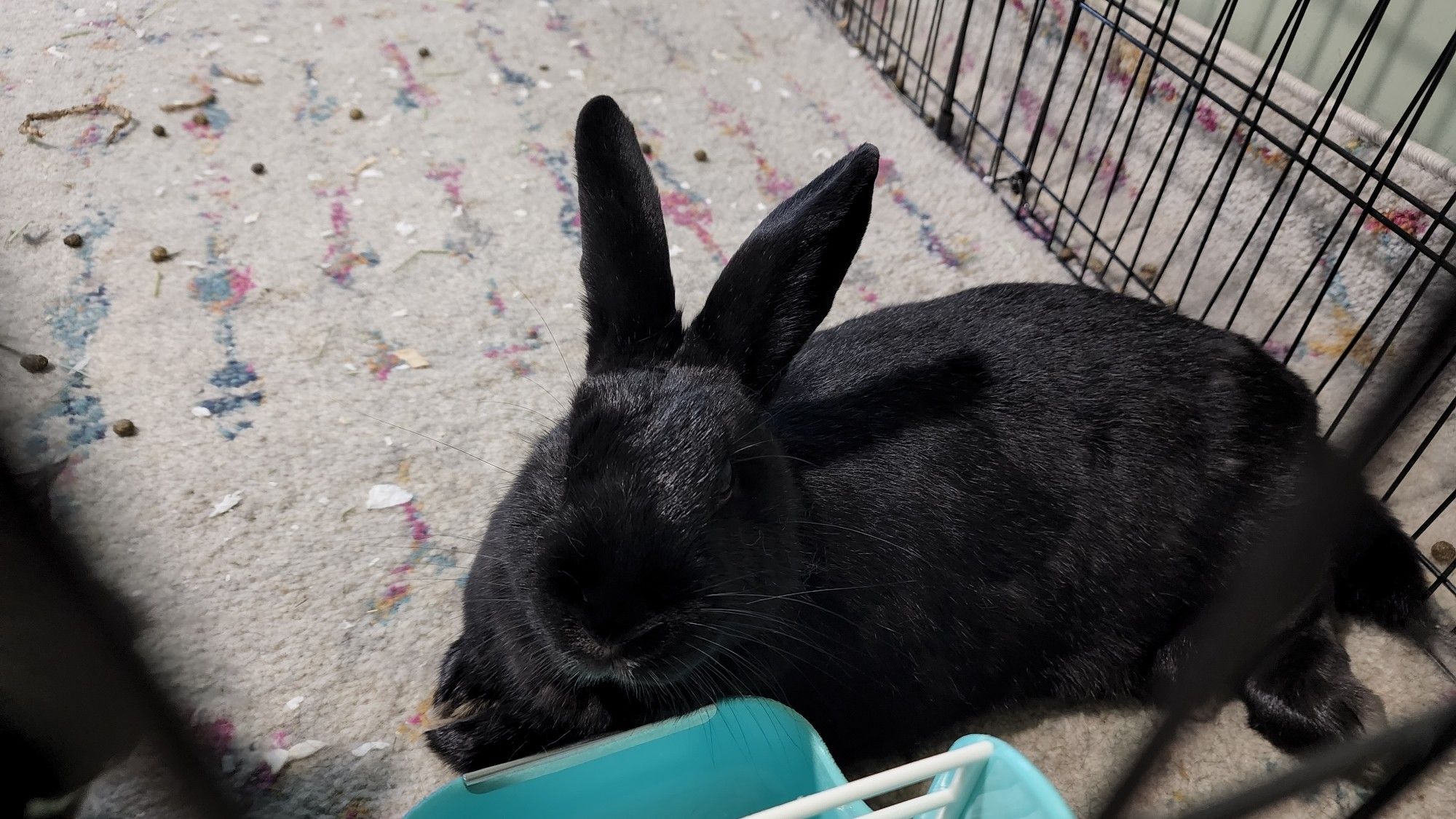 A pure black bunny laying down in her home