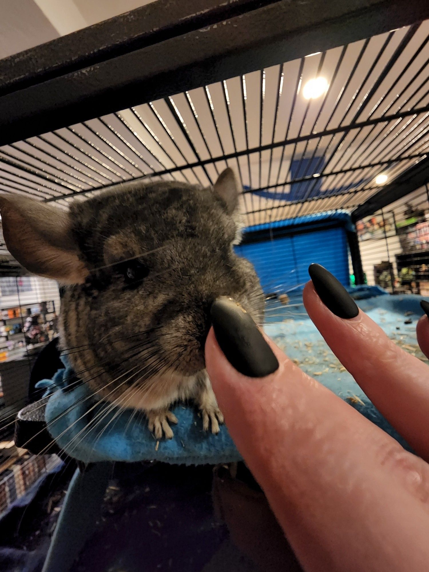 Misty booping a chinchilla with her finger