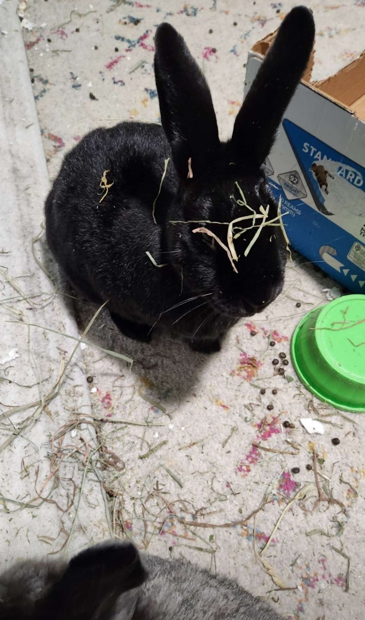 A pure black bunny with hay laying across her head