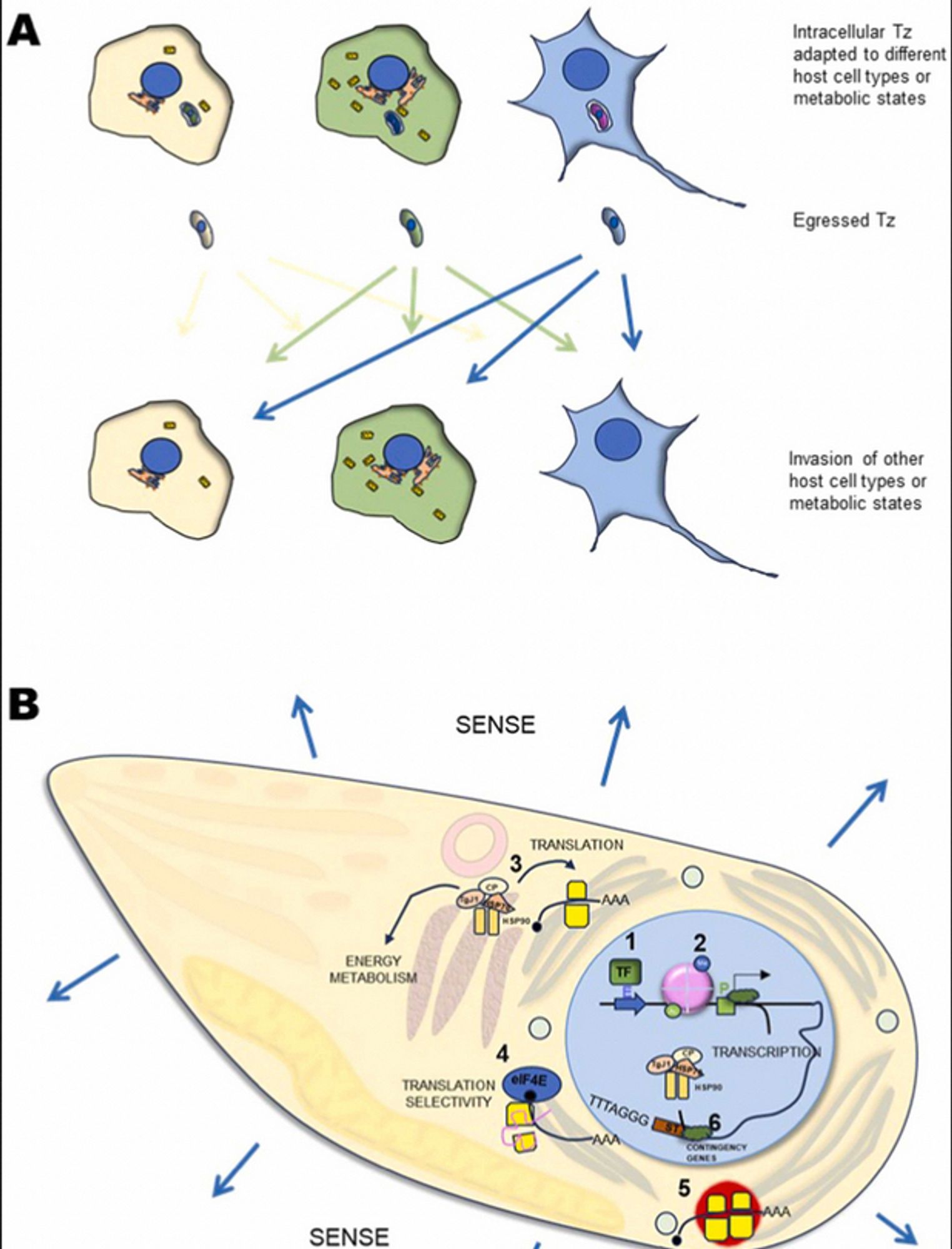 Figure from paper illustrating protozoan adaptation through niche construction